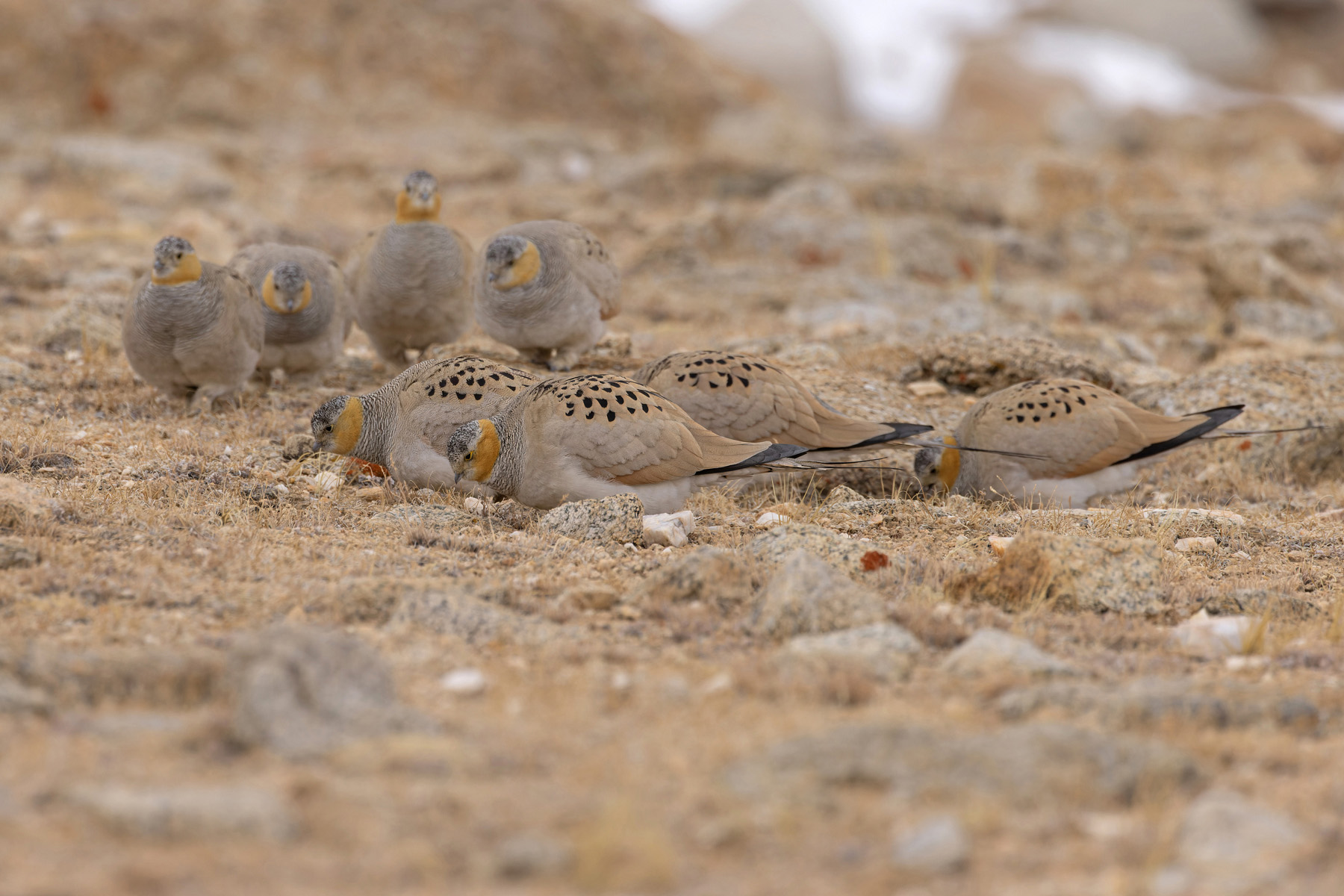 https://www.wildimages-phototours.com/wp-content/uploads/2023/03/Tibetan-Sandgrouse-1-Ladakh-Mike-Watson.jpg