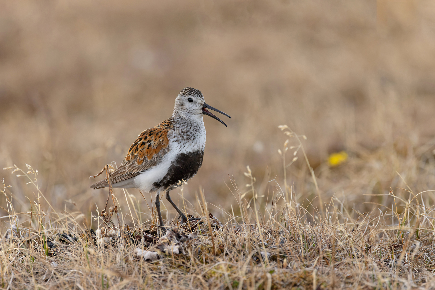 Alaska Bird Photography Tour - Wild Images