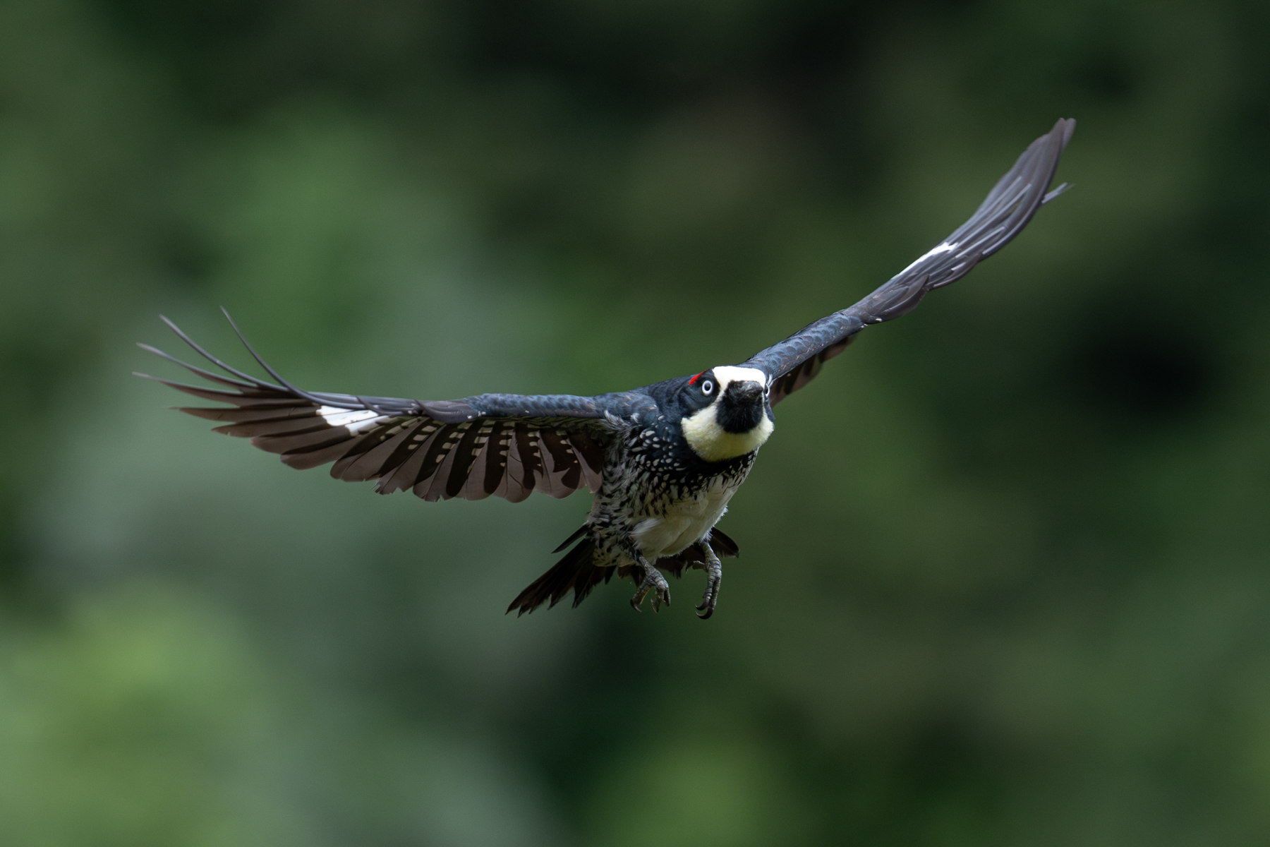 Acorn Woodpecker in flight (image by Inger Vandyke)