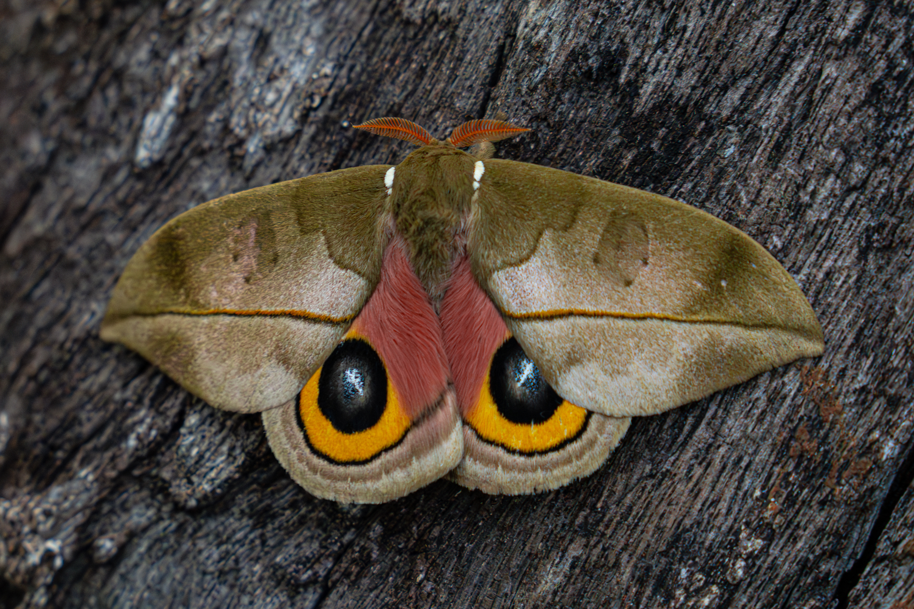 A beautiful Automeris moth with its wings open (image by Inger Vandyke)