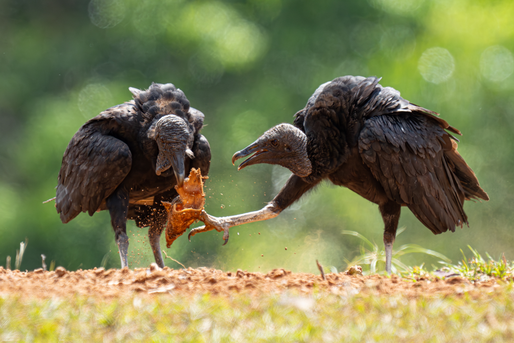 Black Vultures fighting over carrion (image by Inger Vandyke)