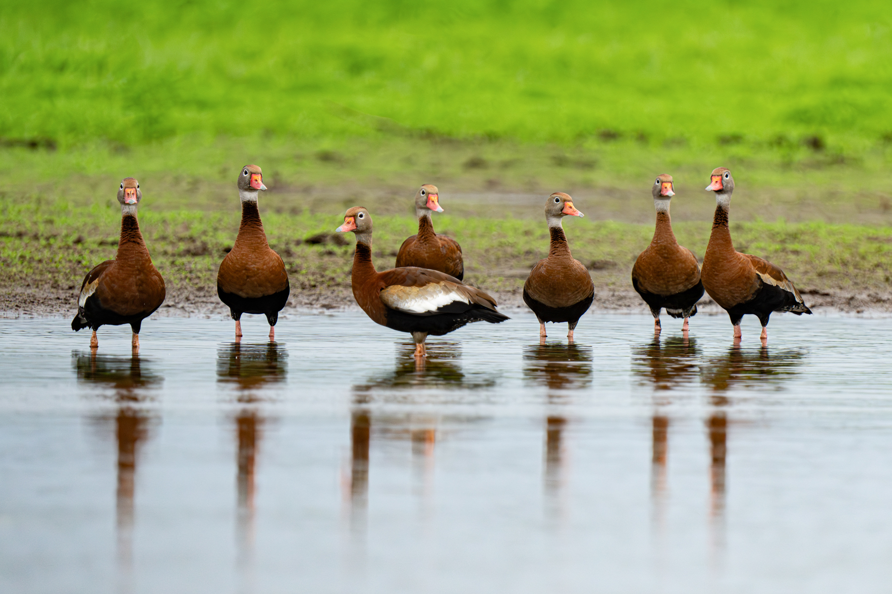 A flock of Black-bellied Whistling Ducks on the Rio Frio (image by Inger Vandyke)