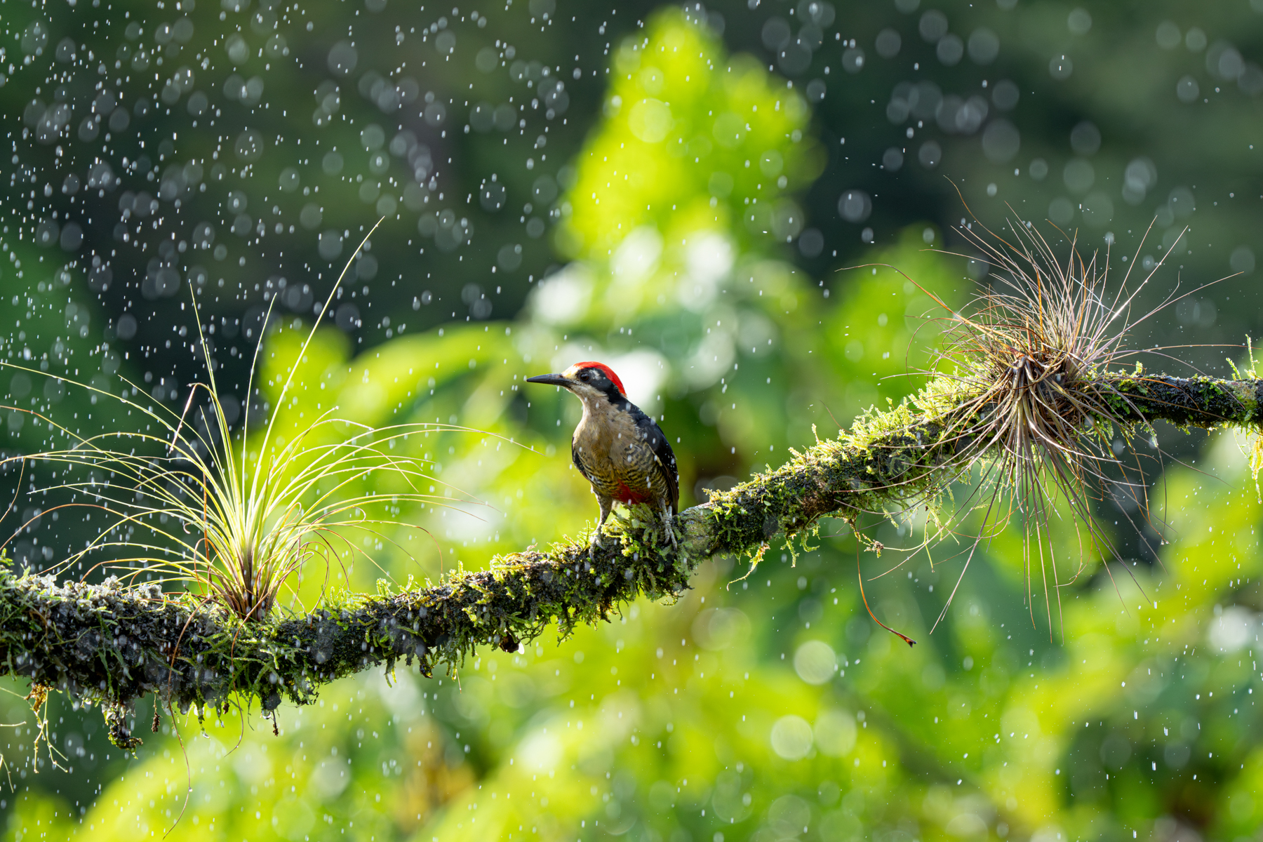 A Black-cheeked Woodpecker enjoys the relief of rain in the Costa Rican heat (image by Inger Vandyke)