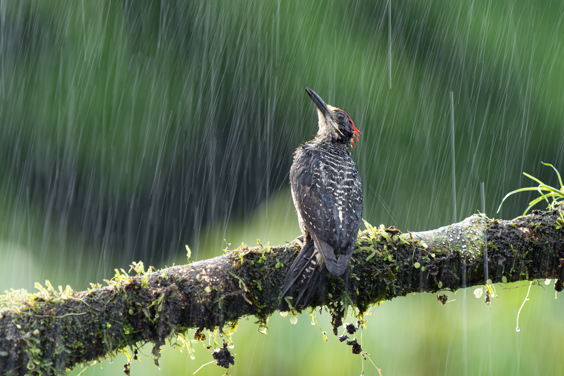 Playing in the rain. Doing a long exposure of creatures in the rain relies on having a very cooperative creature like this Black-cheeked Woodpecker who relished the sudden downpour to cool off (image by Inger Vandyke)