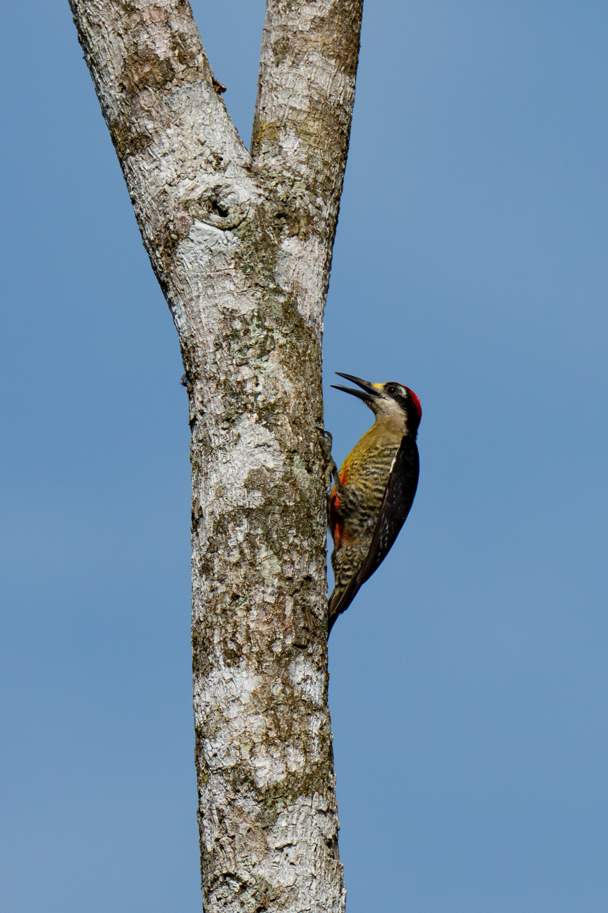 Black-cheeked Woodpecker at a tree (image by Inger Vandyke)