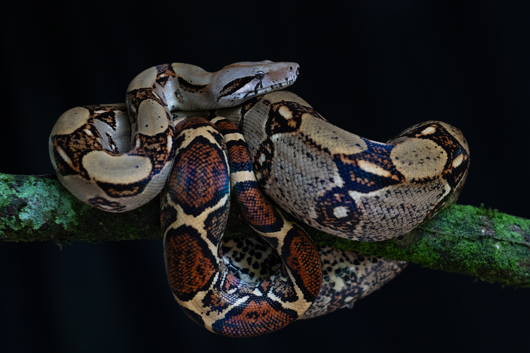 Boa's truly are beautiful snakes (image by Inger Vandyke)