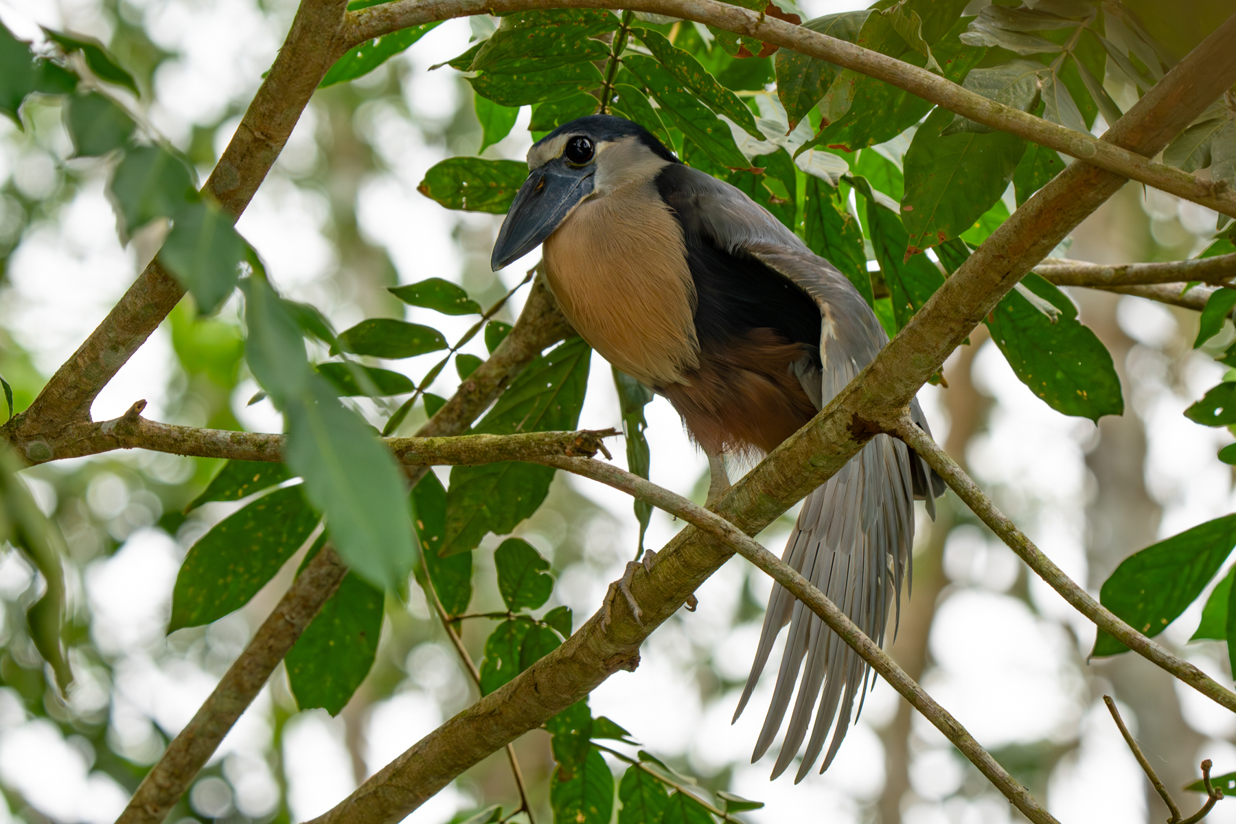 The charismatic Boat-billed Heron is normally a nocturnal species but we found one at a day roost stretching its wings (image by Inger Vandyke)