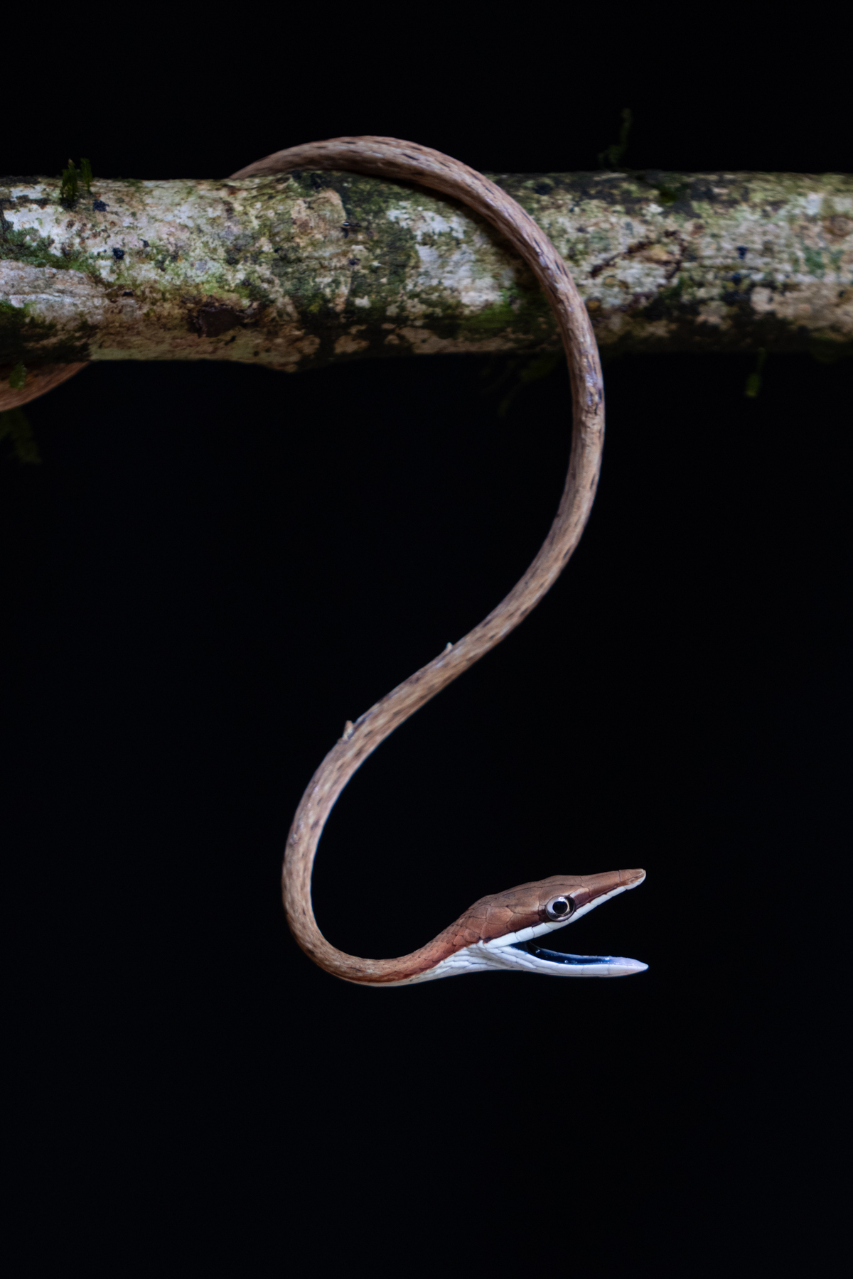 Elegant Brown Vine snake opening its jaws to reveal the beautiful navy blue colouration of its mouth (image by Inger Vandyke)