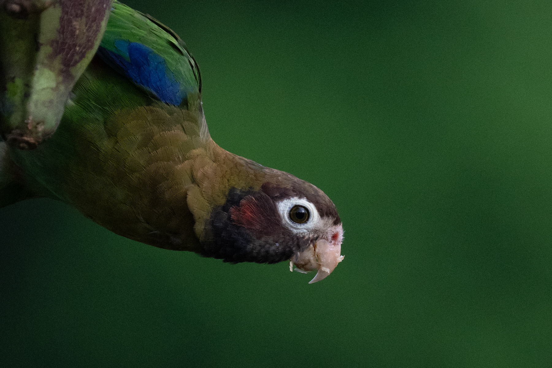 Pretty Brown-hooded Parrot (image by Inger Vandyke)