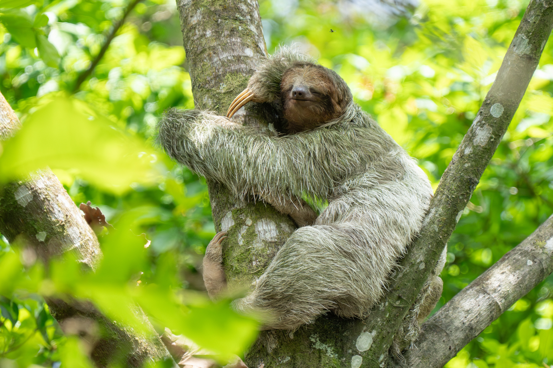 Brown-throated Sloth doing what sloths love best (image by Inger Vandyke)