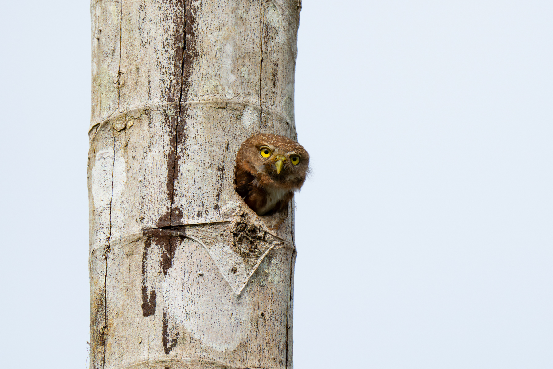 A Central American Pygmy Owl peers out from his nesting hole (image by Inger Vandyke)