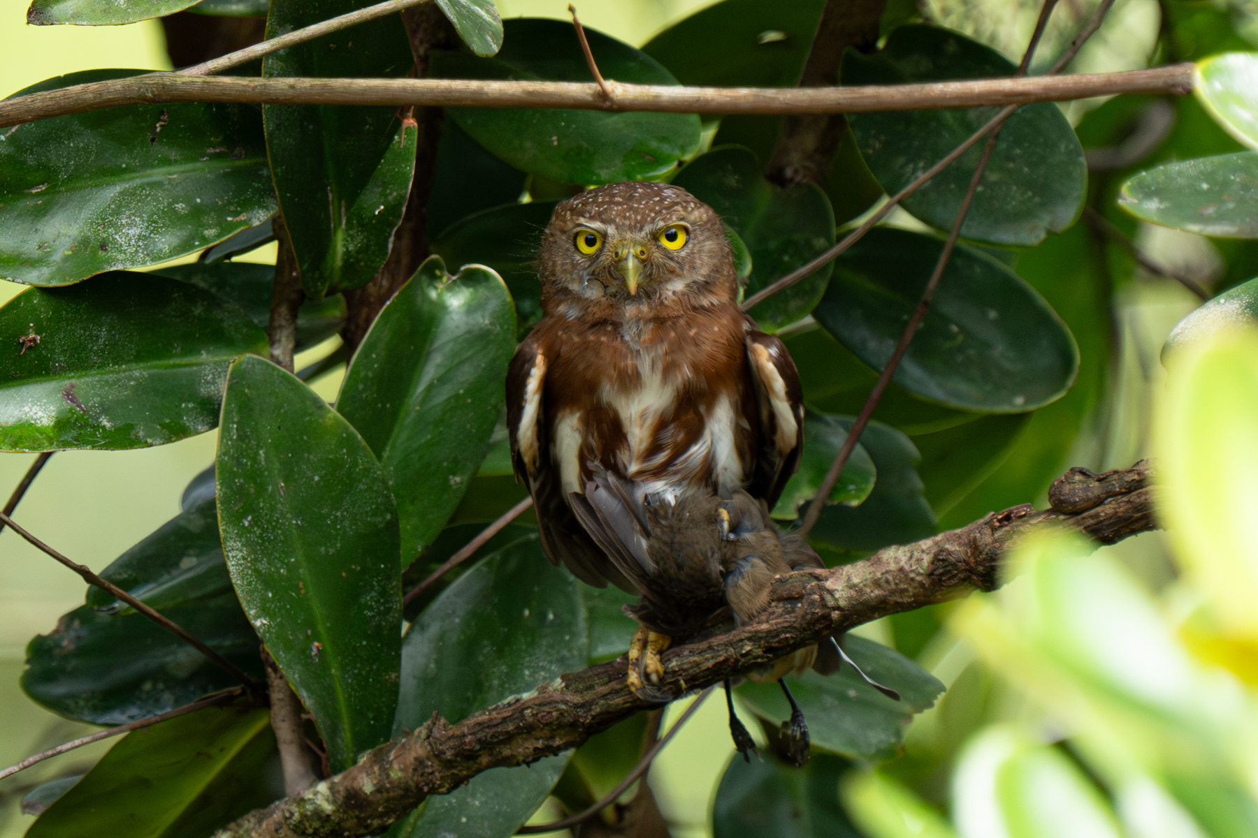A Central American Pygmy Owl with his prey of Black-throated Wren (image by Inger Vandyke)