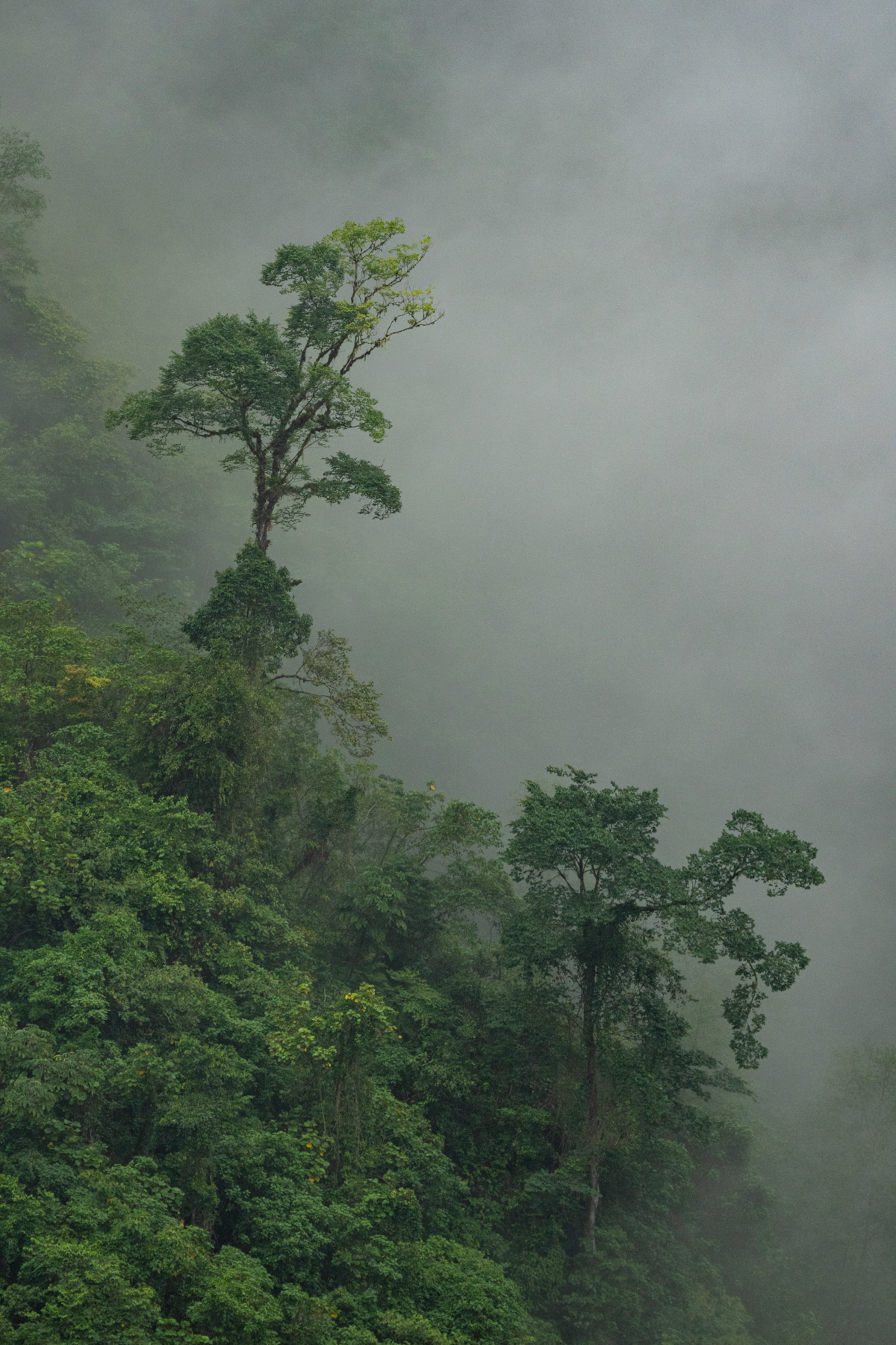 Trees pierce the mist of Costa Rica's rainforests (image by Inger Vandyke)