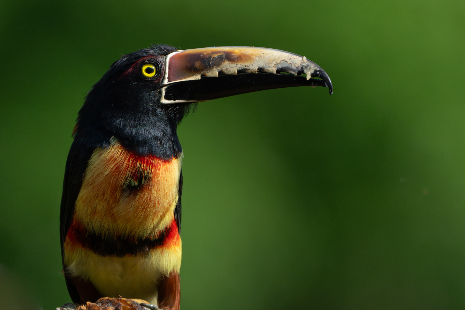 Portrait of a Collared Aracari. Look at that serrated bill! (image by Inger Vandyke)