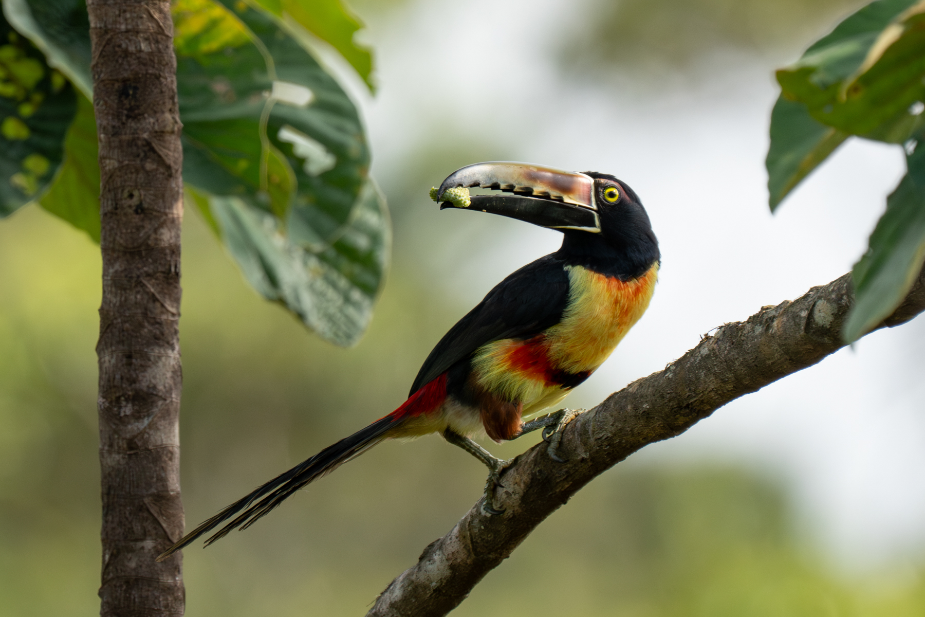 A cheeky Collared Aracari with his fruit breakfast (image by Inger Vandyke)