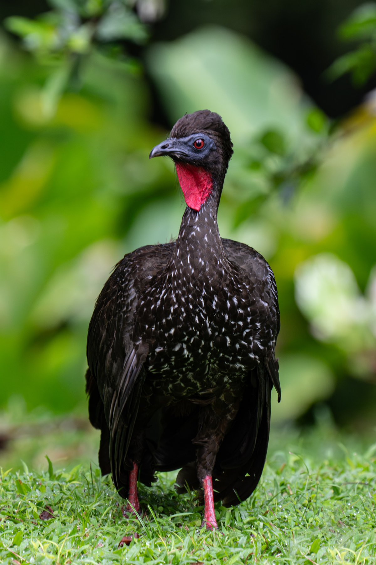 Portrait of a male Crested Guan (image by Inger Vandyke)