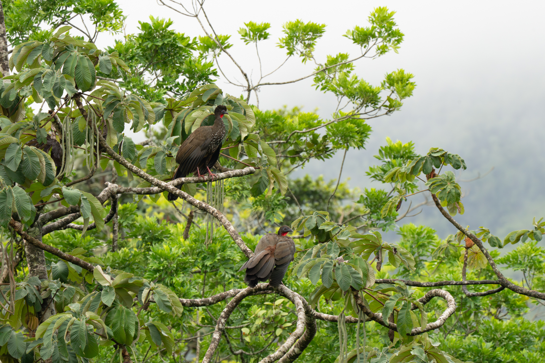 A Crested Guan pair in the Cecropia trees that characterise the middle altitude mist forests in Costa Rica (image by Inger Vandyke)