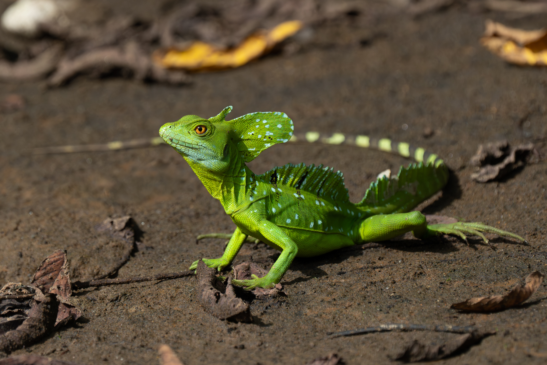 Emerald Basilisk is one of Costa Rica's most charismatic lizards (image by Inger Vandyke)