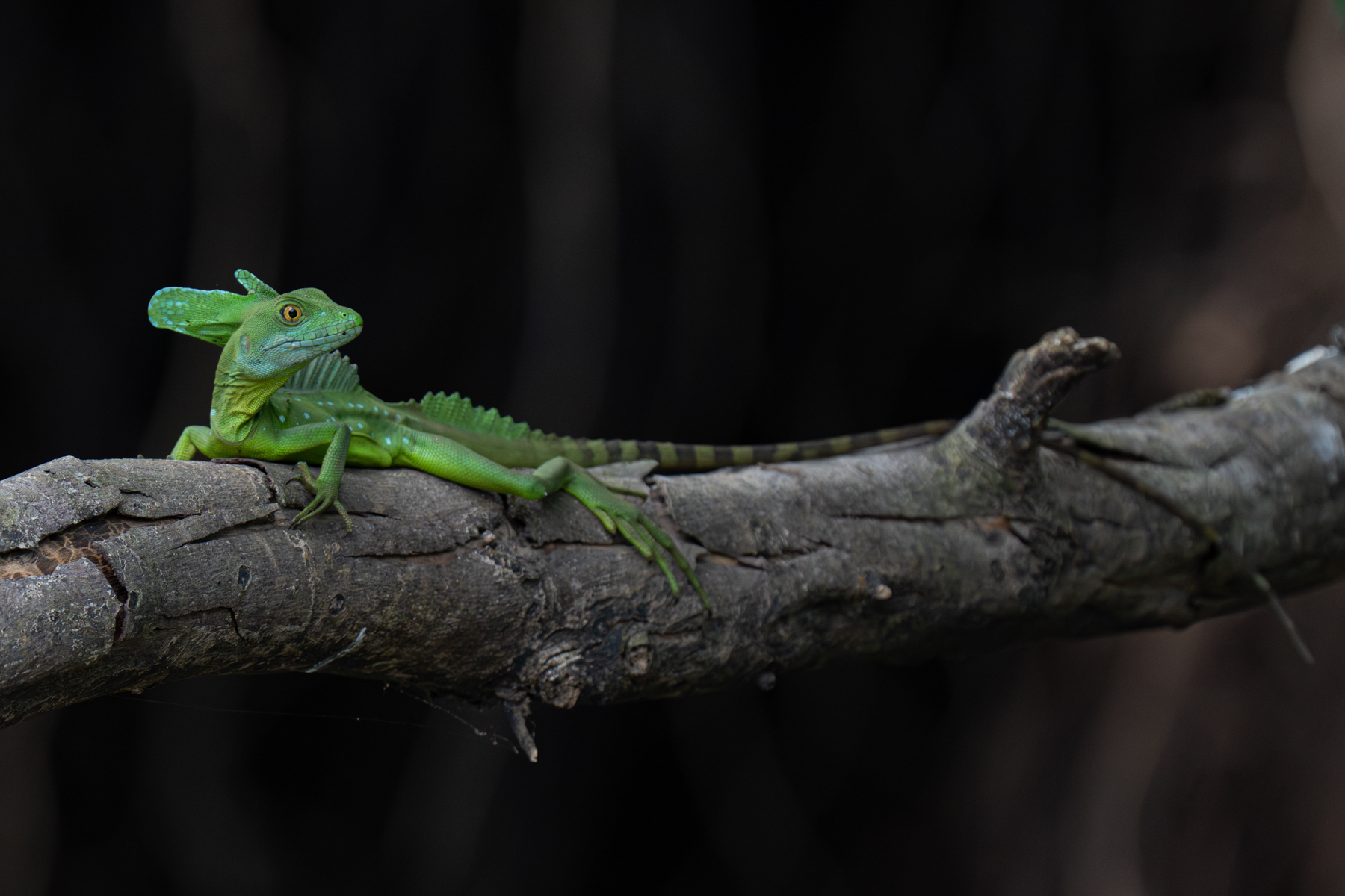 An Emerald Basilisk lounging on a branch (image by Inger Vandyke)