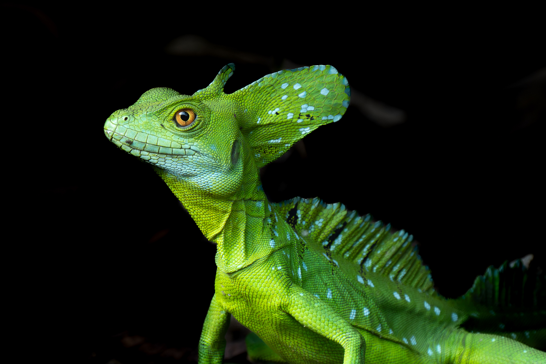 The Green Dragon! Portrait of an Emerald Basilisk (image by Inger Vandyke)
