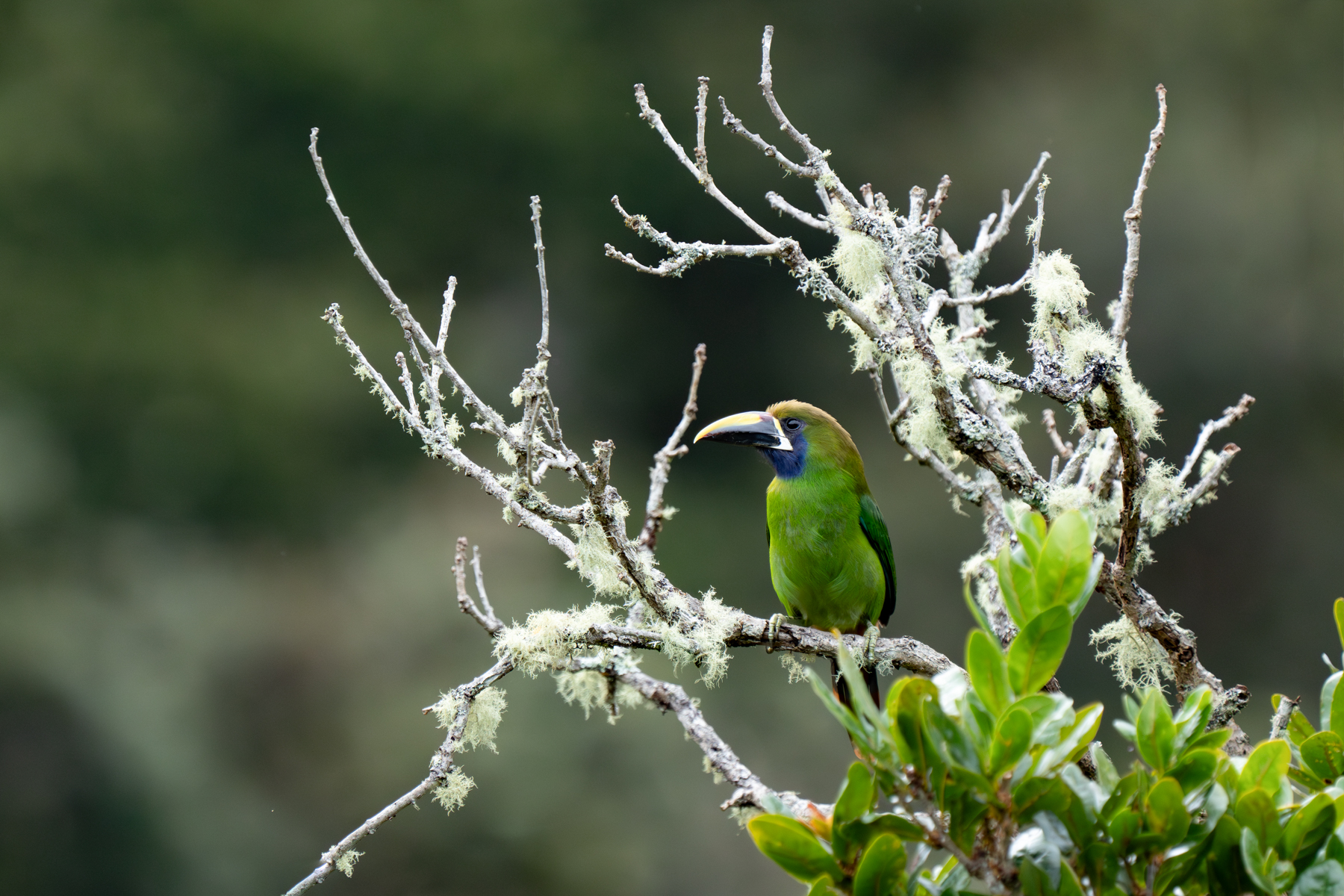 A bird of the middle and high altitudes in Costa Rica, Emerald Toucanets love lichen covered branches (image by Inger Vandyke)