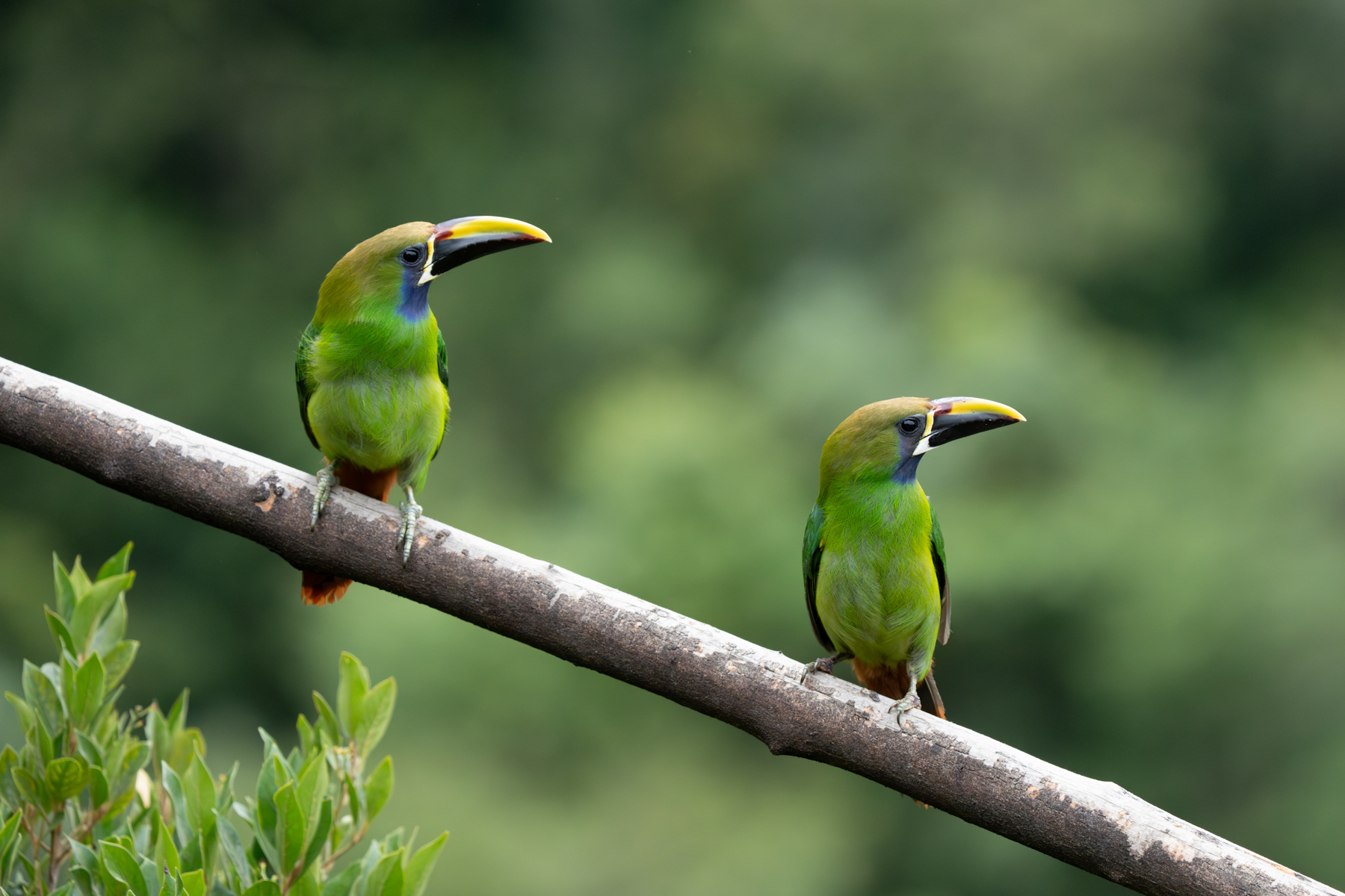 A pair of Emerald Toucanets (image by Inger Vandyke)
