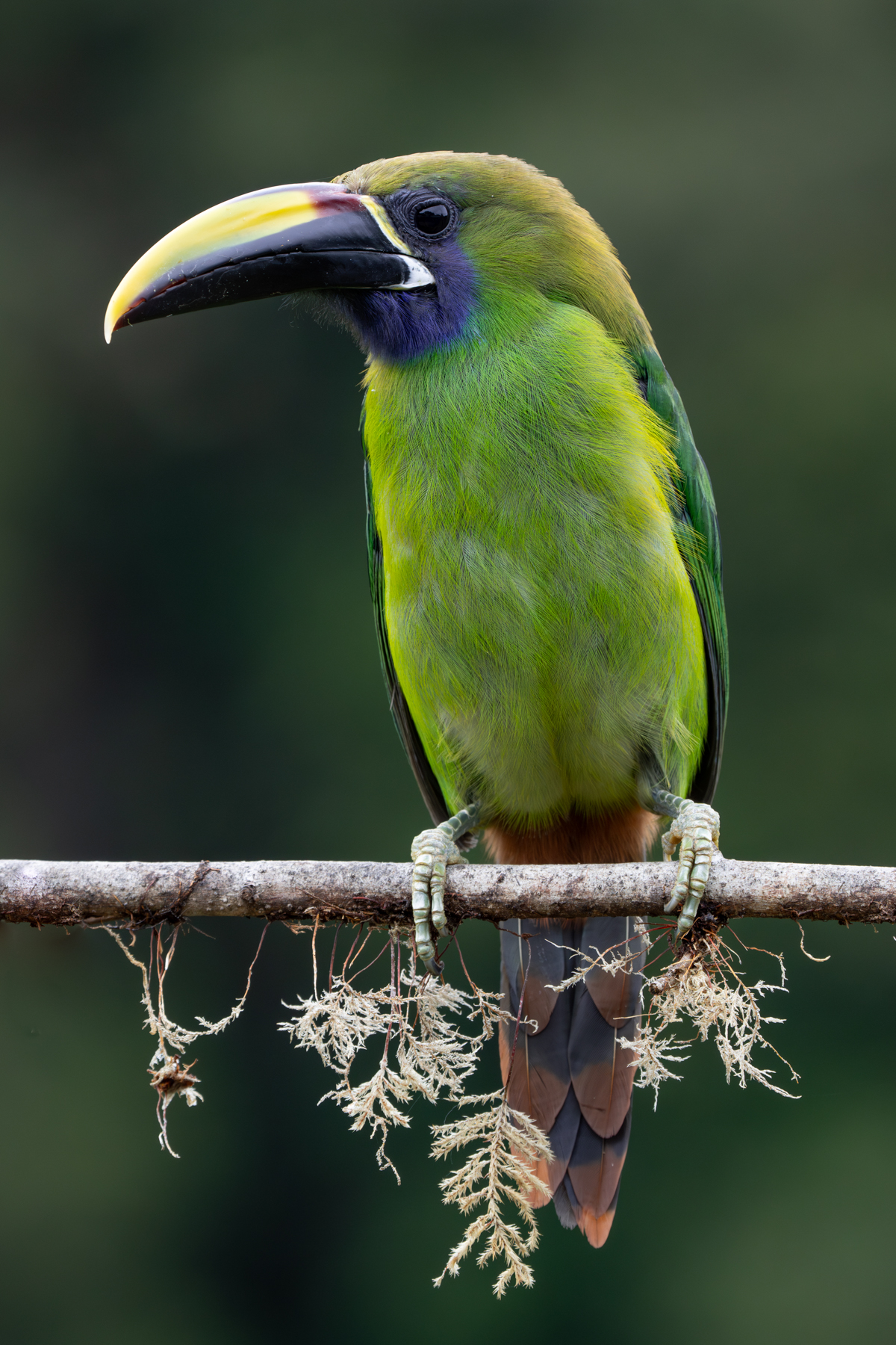 Portrait of an Emerald Toucanet (image by Inger Vandyke)