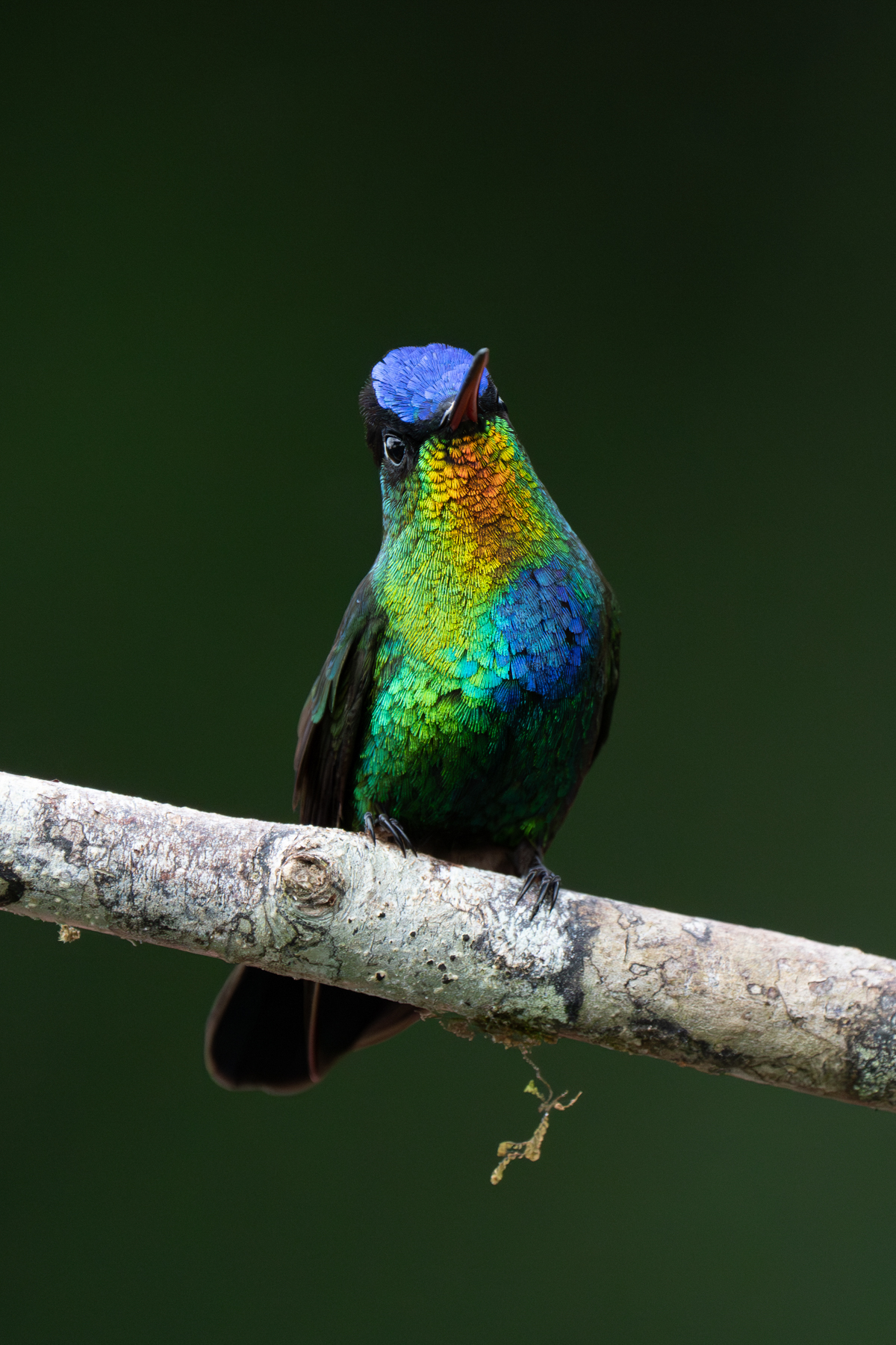 Fiery-throated Hummingbird. When their throats catch their sun it is like a rainbow (image by Inger Vandyke)