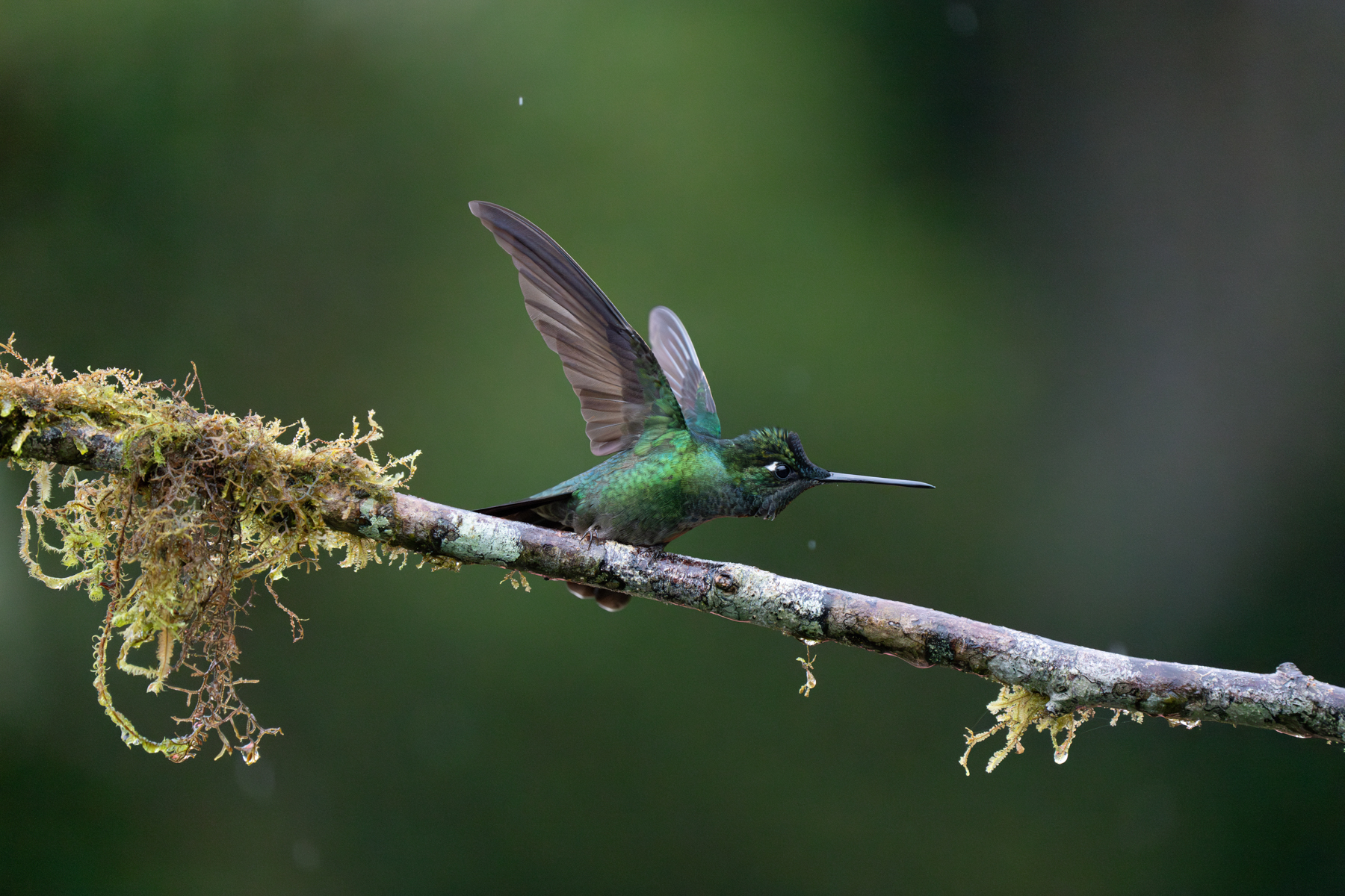 A Fiery-throated Hummingbird takes an aggressive pose (image by Inger Vandyke)