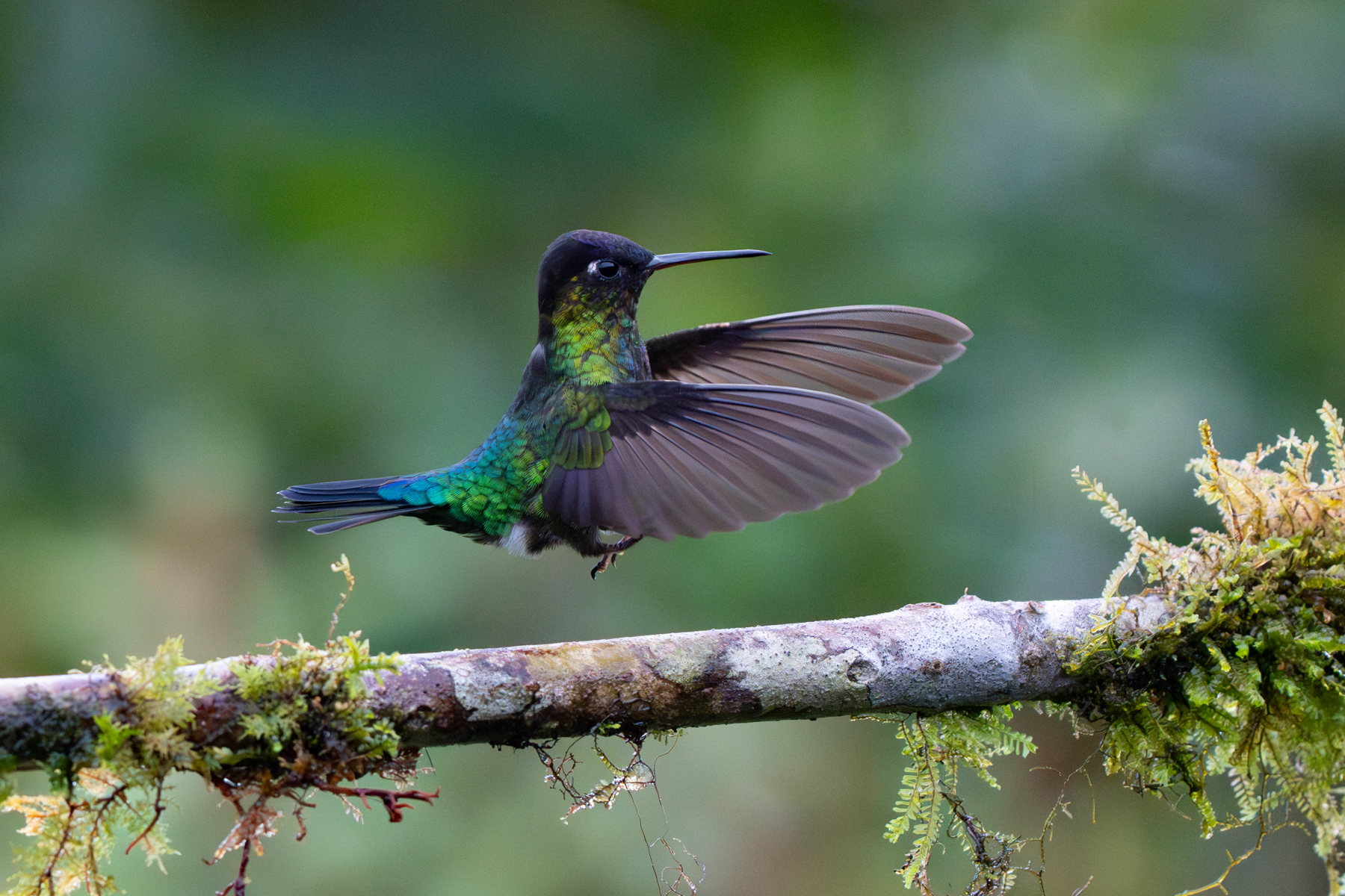 A Fiery-throated Hummingbird in flight (image by Inger Vandyke)