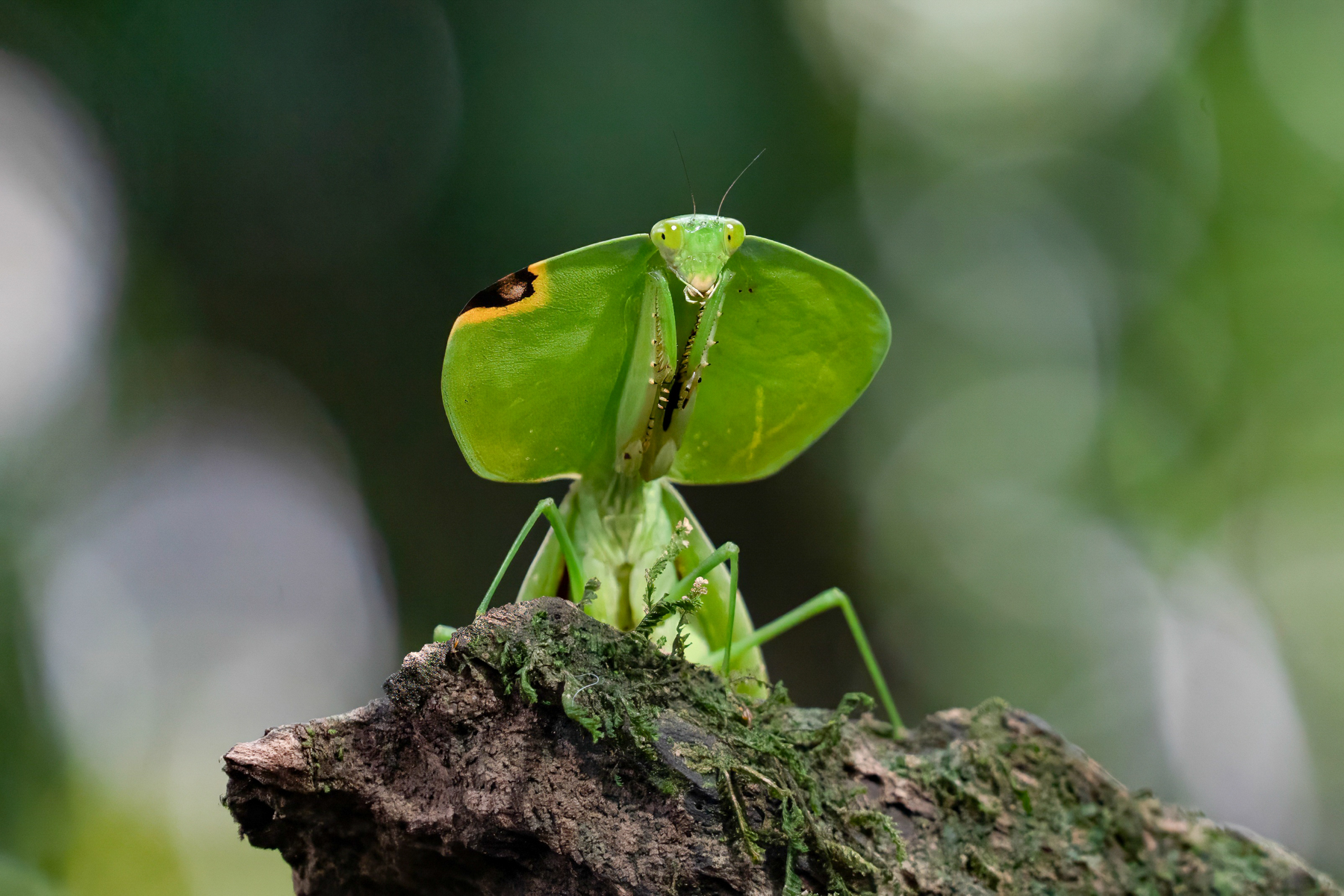 A stunning Fine-dendiculated (or Peruvian Shield) Mantis (image by Inger Vandyke)