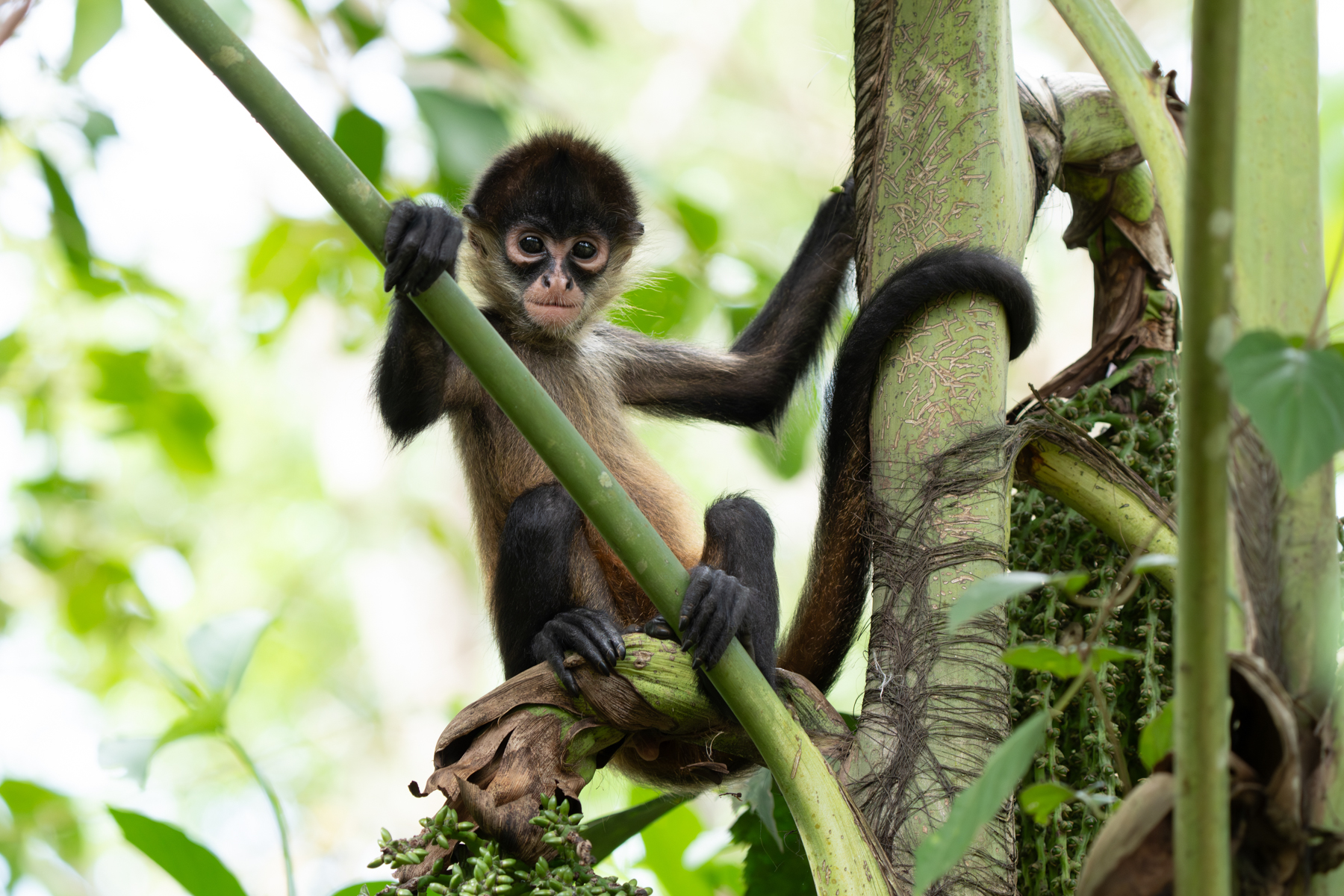 A bold Geoffroy's Spider Monkey perched on a palm seed cluster (image by Inger Vandyke)