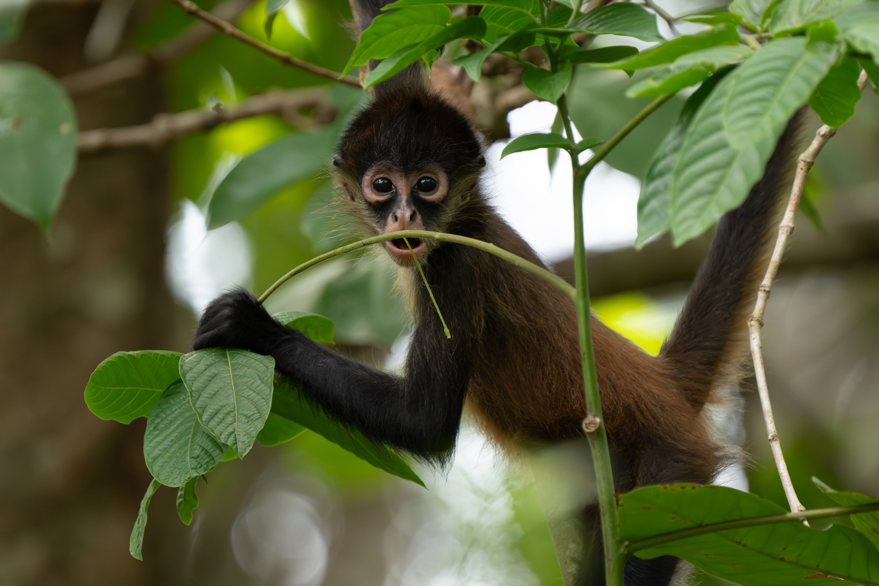 A baby Geoffroy's Spider Monkey playing with a branch (image by Inger Vandyke)
