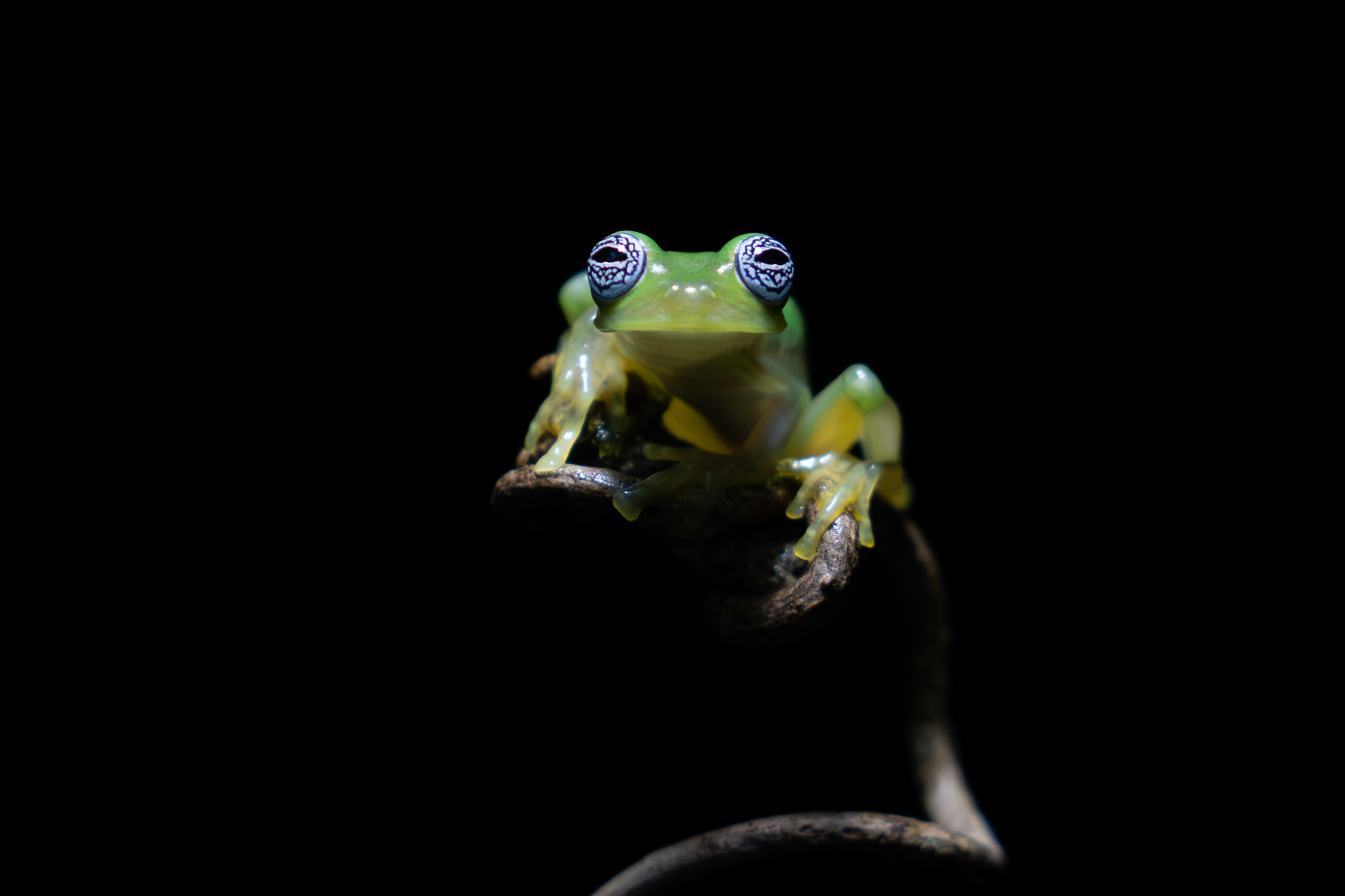 Ghost Glass Frog, one of the most difficult to find and photograph frogs in Costa Rica (image by Inger Vandyke)