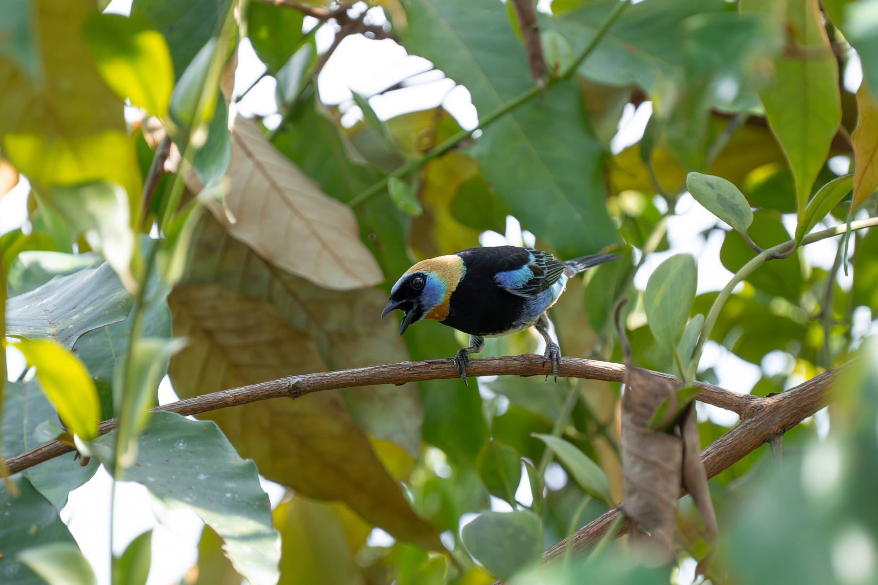 A Golden-hooded Tanager alarm calling after spotting a nearby Central American Pygmy Owl (image by Inger Vandyke)