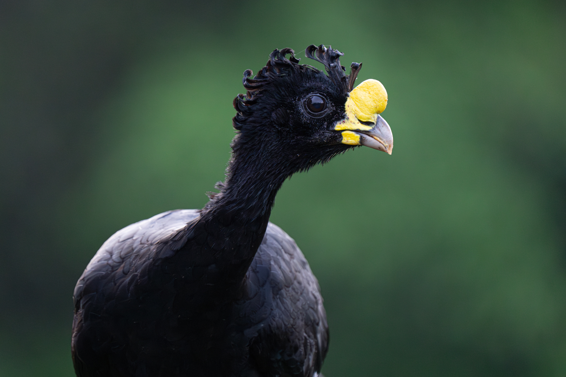 Portrait of a male Great Curassow (image by Inger Vandyke)