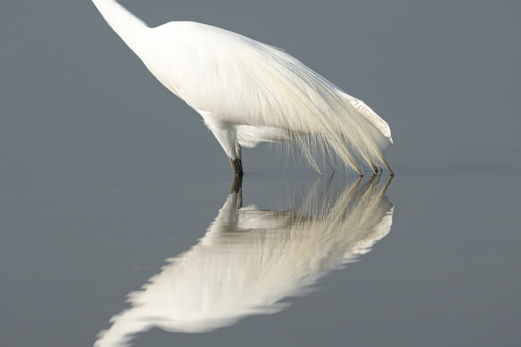 The elegant aigrette feathers of a Great Egret (image by Inger Vandyke)