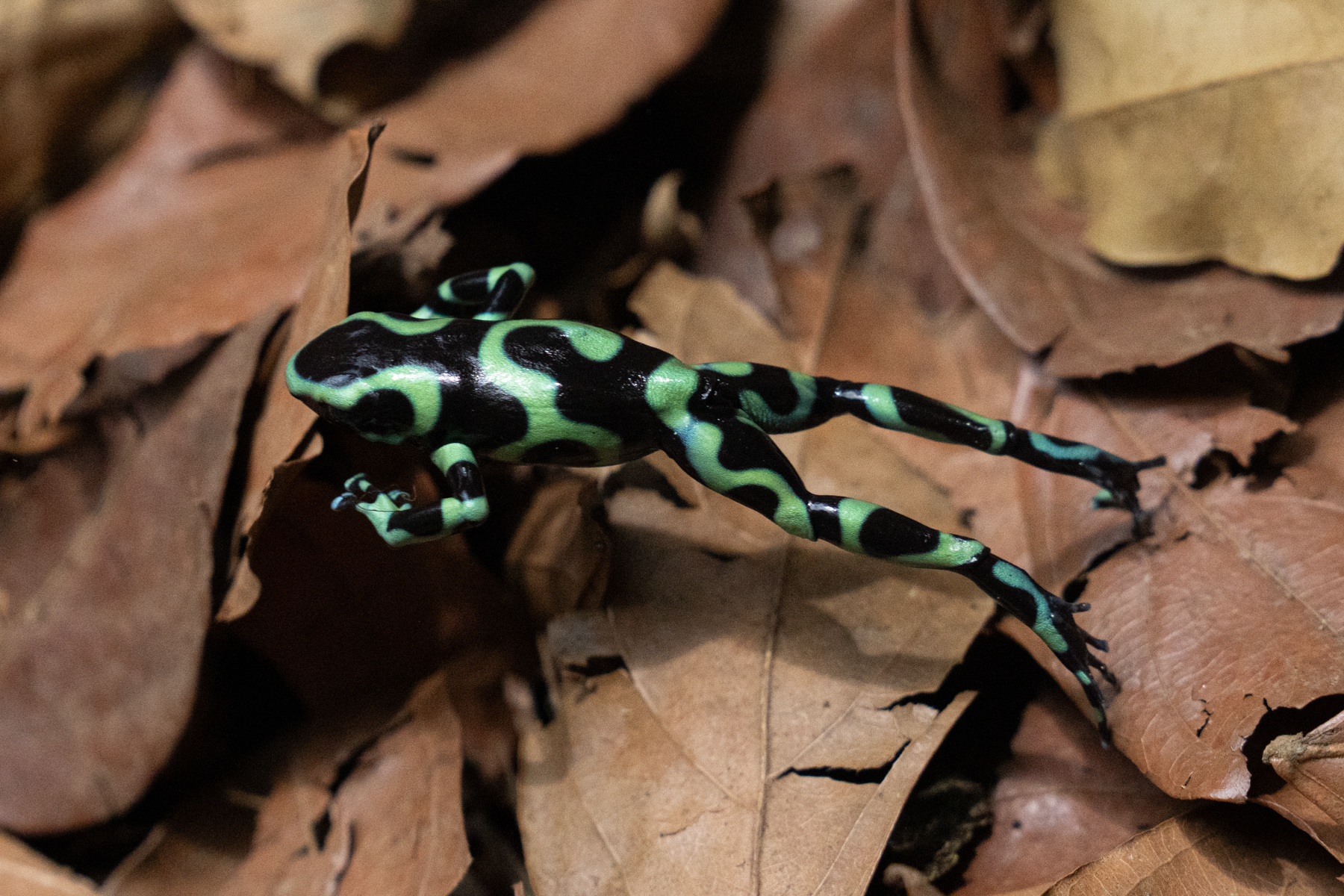 Stunning residents of the forest floor, tiny Green & Black Poison Dart frogs really make you watch your step in Costa Rica (image by Inger Vandyke)