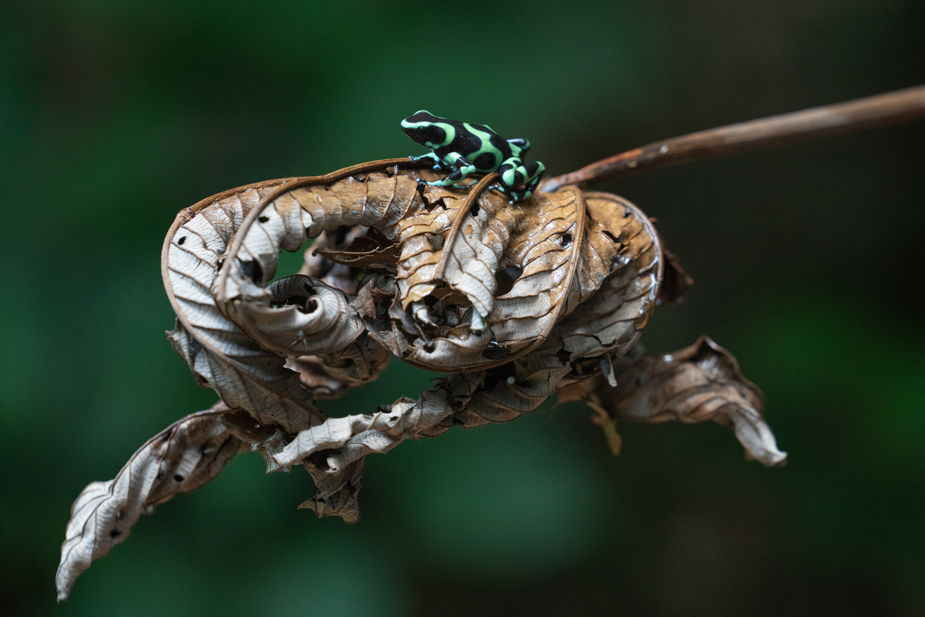 A Green & Black Poison Dart Frog sitting on a dead Cecropia leaf (image by Inger Vandyke)