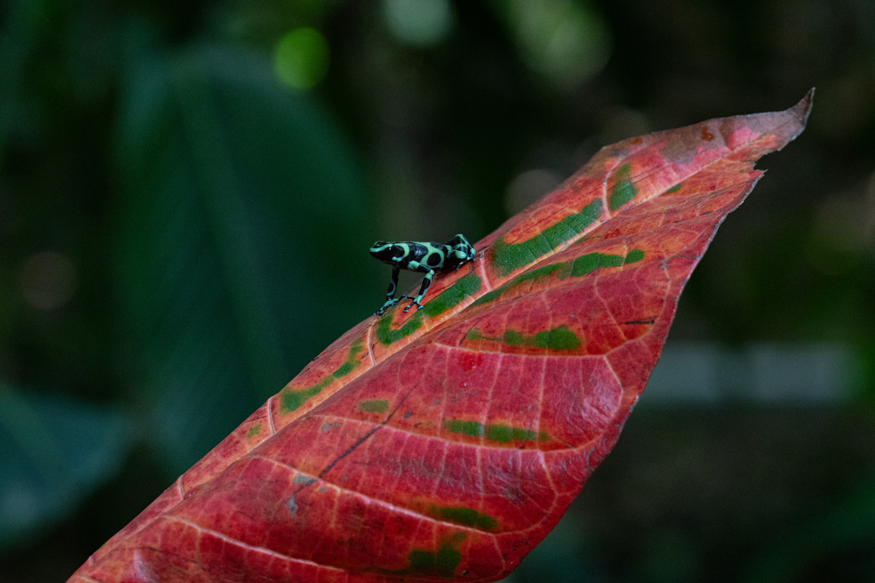 A tiny Green & Black Poison Dart frog sitting on a colourful Croton leaf (image by Inger Vandyke)