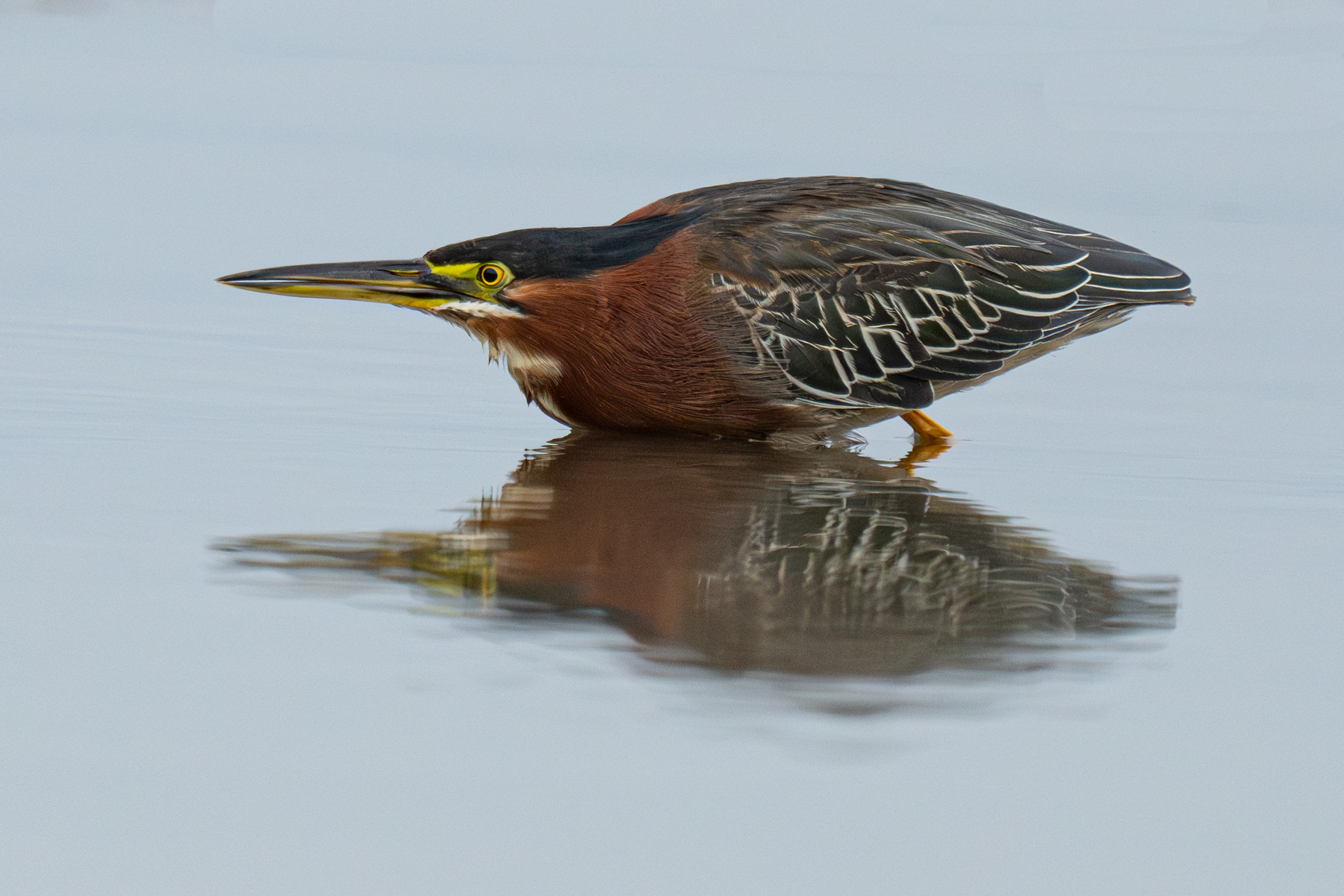 Green Heron hunting with reflection (image by Inger Vandyke)