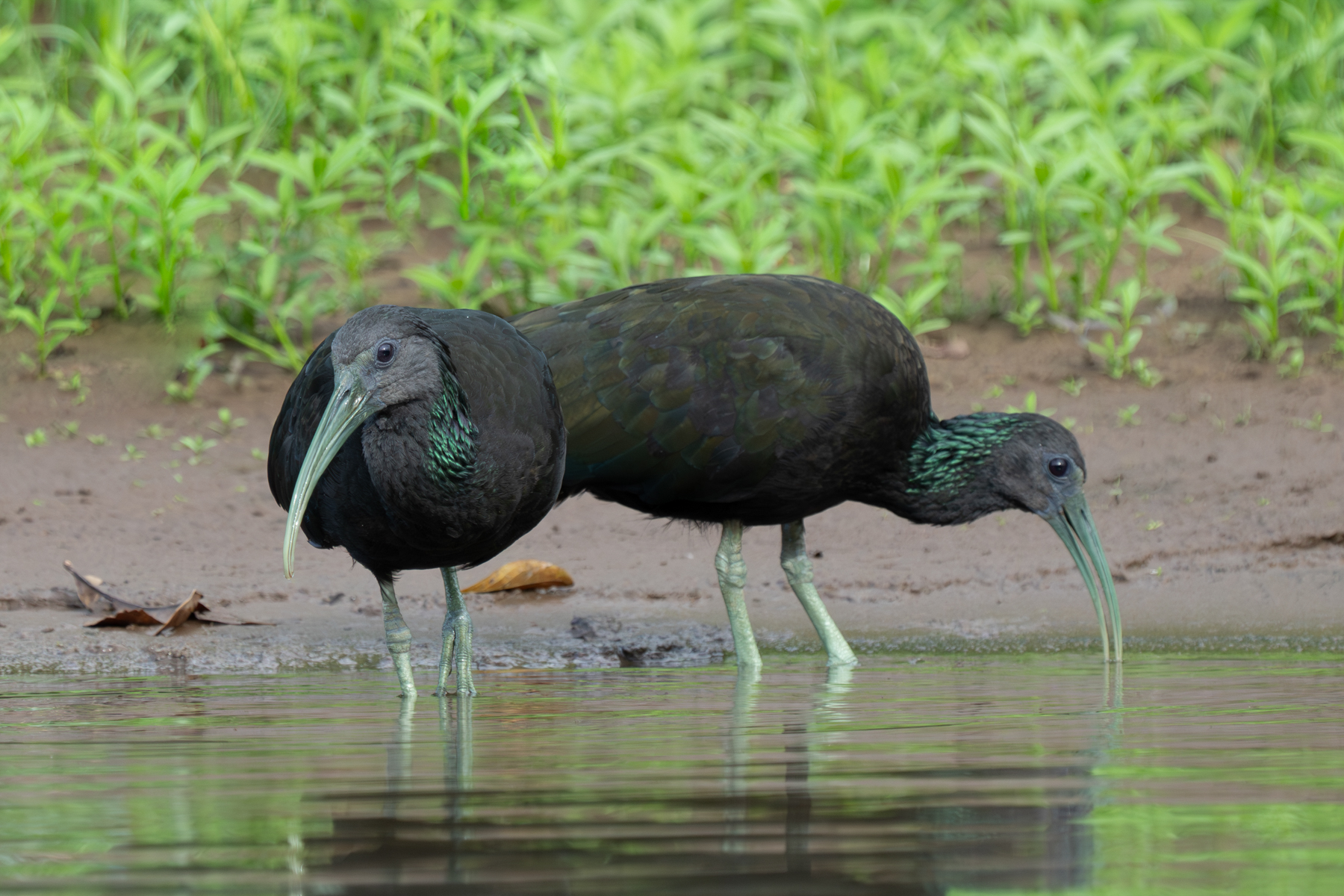 A pair of Green Ibises on the shore of the Rio Frio (image by Inger Vandyke)