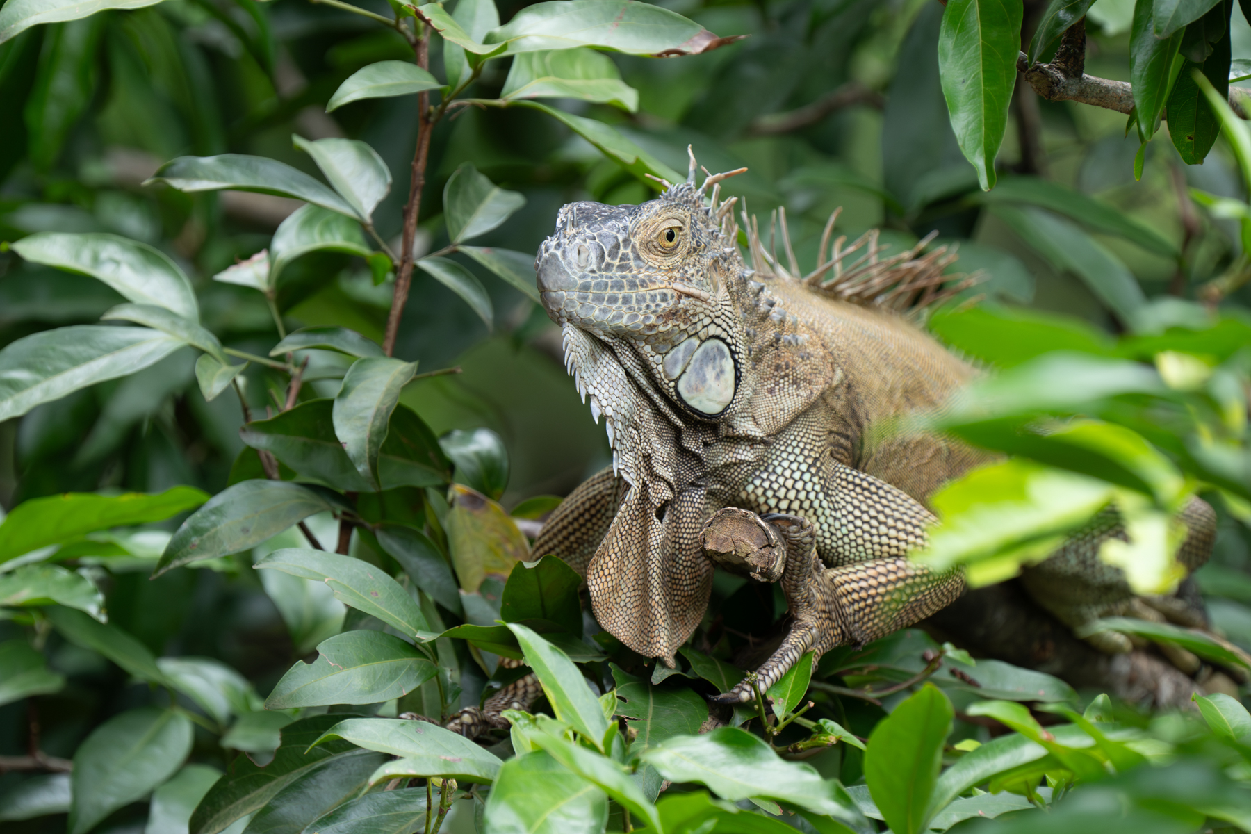Green Iguanas might be proof that we still live amongst dinosaurs (image by Inger Vandyke)