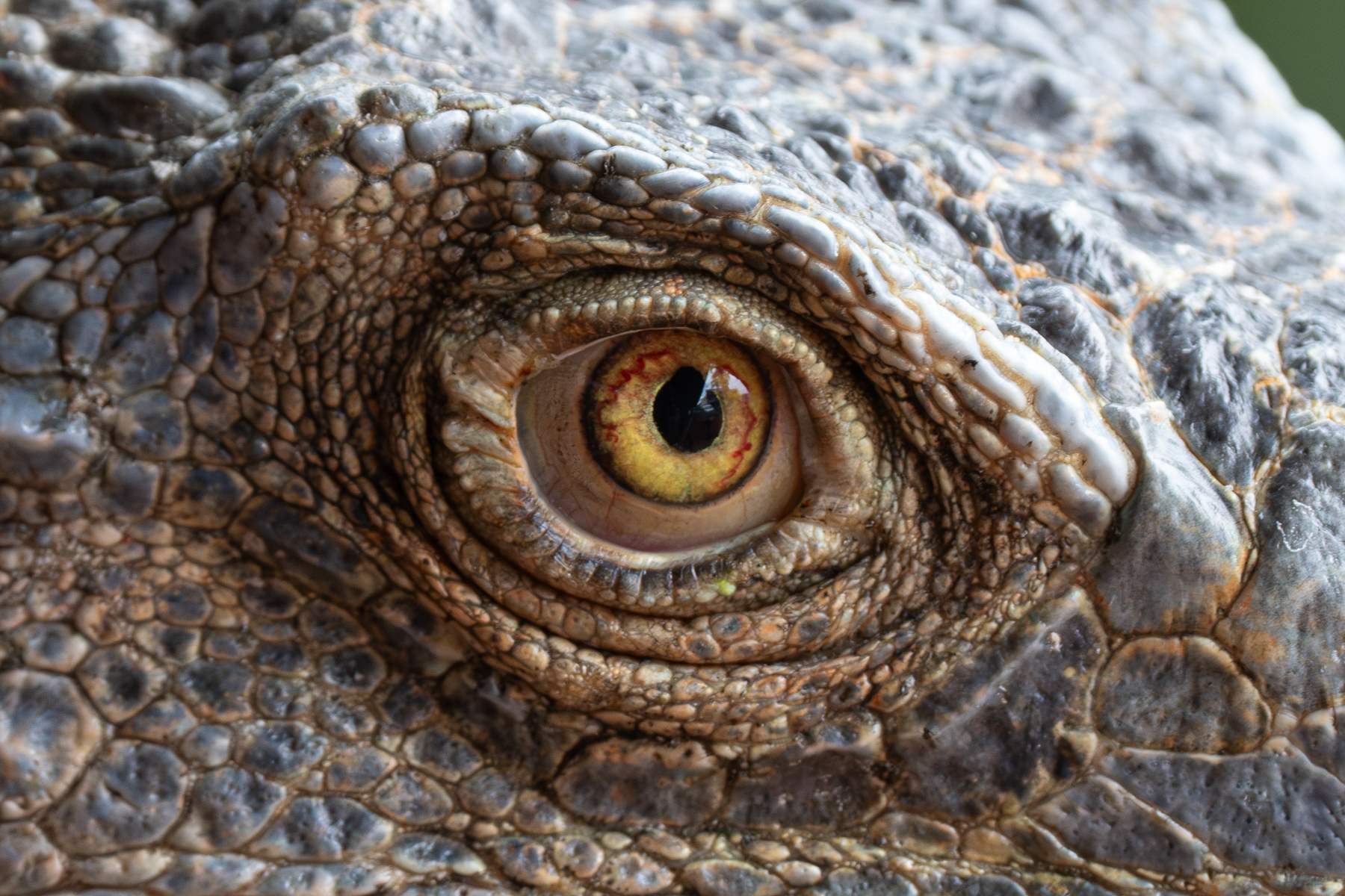 The eye of a dinosaur, or Green Iguana (image by Inger Vandyke)