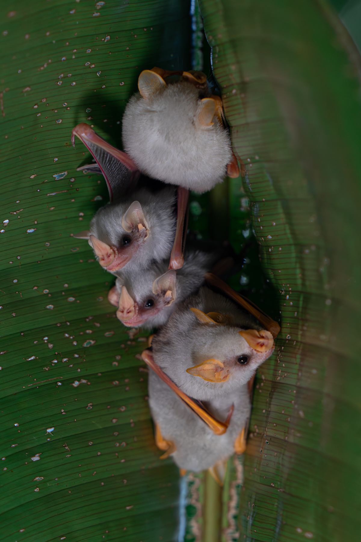 Adorable baby Honduran White Bats (image by Inger Vandyke)
