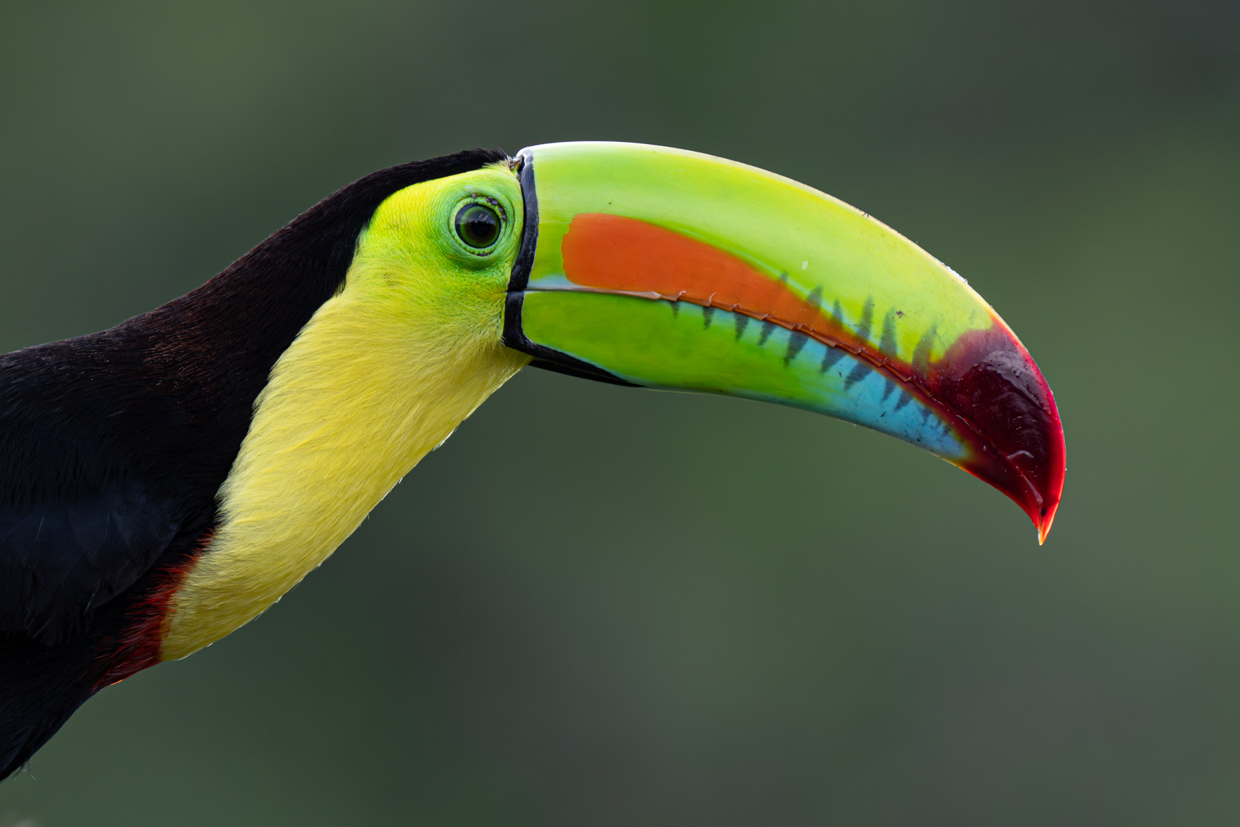 Can you ever have too many photos of Keel-billed Toucans? (image by Inger Vandyke)
