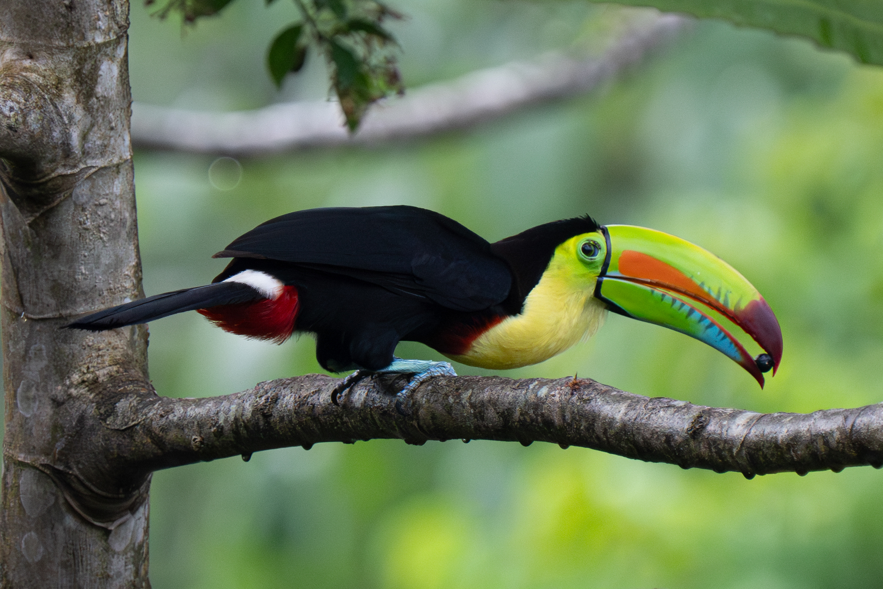 A Keel-billed Toucan watches its back as it approaches a nesting cavity with fruit for its young (image by Inger Vandyke)