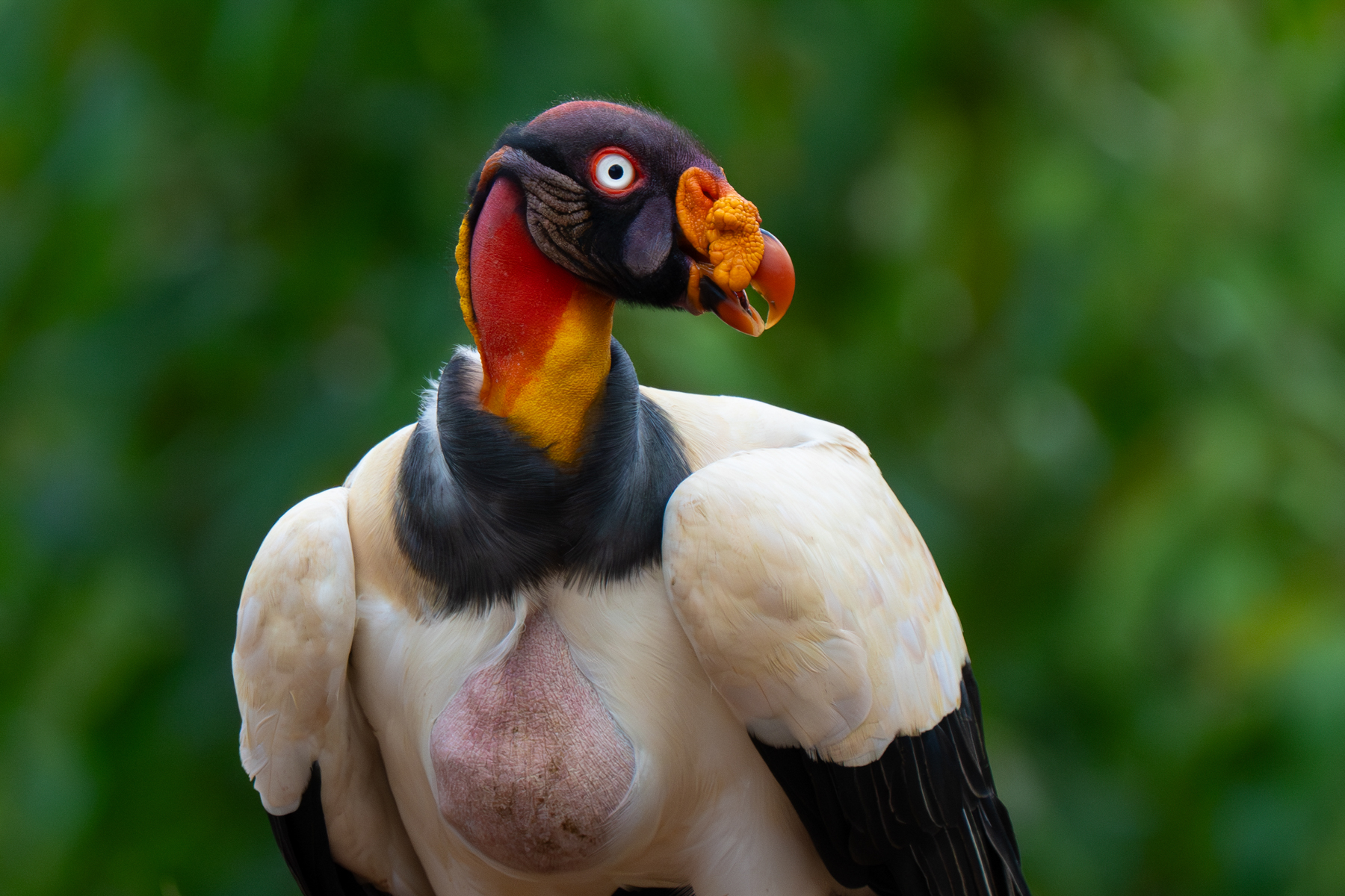 King Vultures would have to be the most beautiful vultures in the world (image by Inger Vandyke)