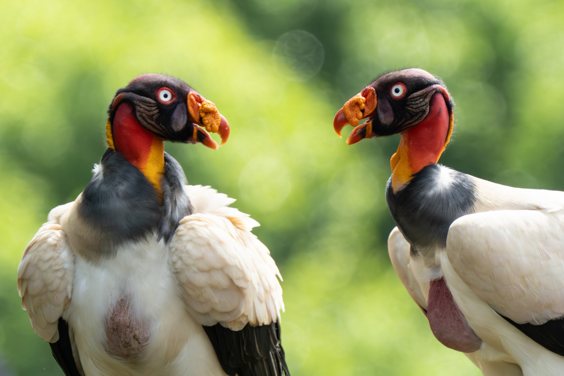 There's only one thing better than one King Vulture and that's a pair (image by Inger Vandyke)