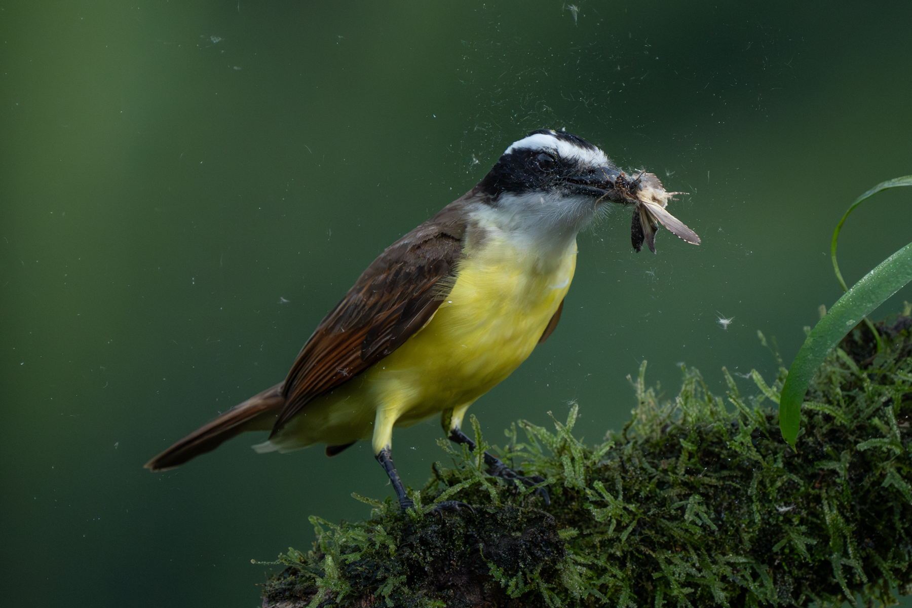 A Kiskadee feasting on a moth (image by Inger Vandyke)